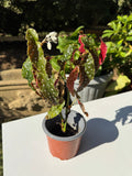 Begonia Maculata