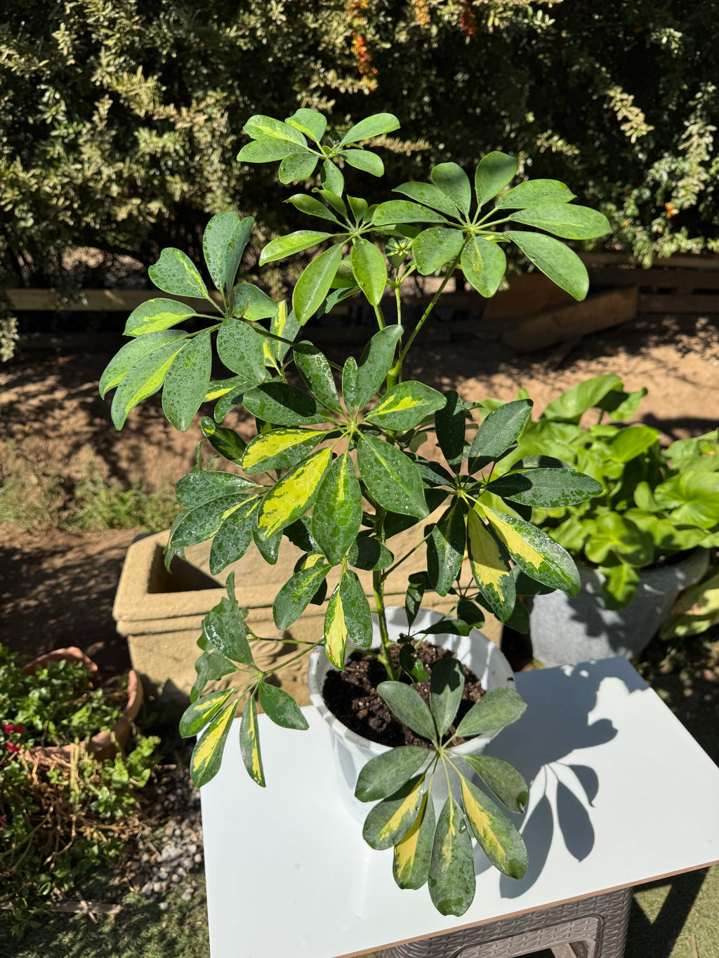 Schefflera Sol