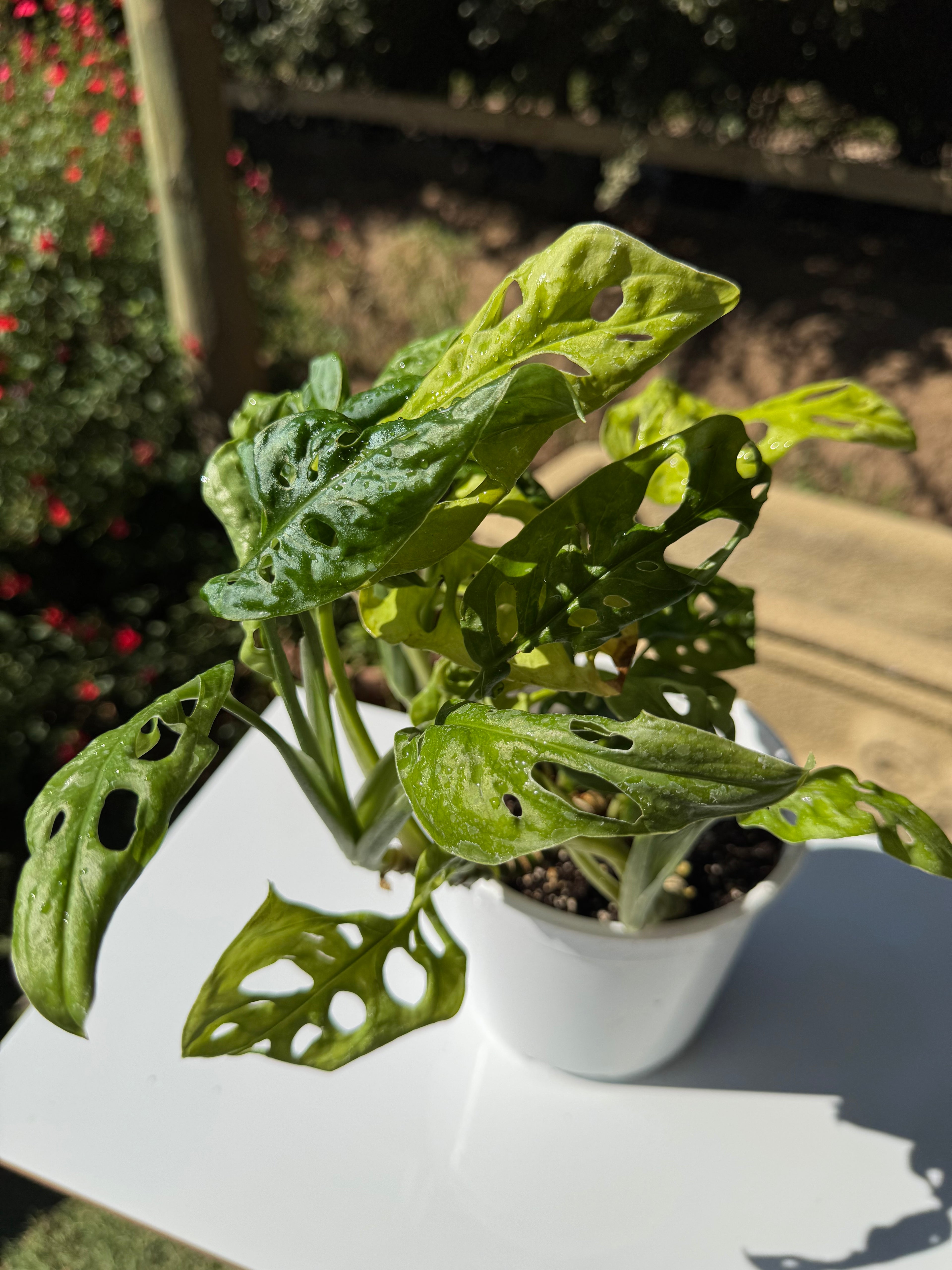 Monstera Fried