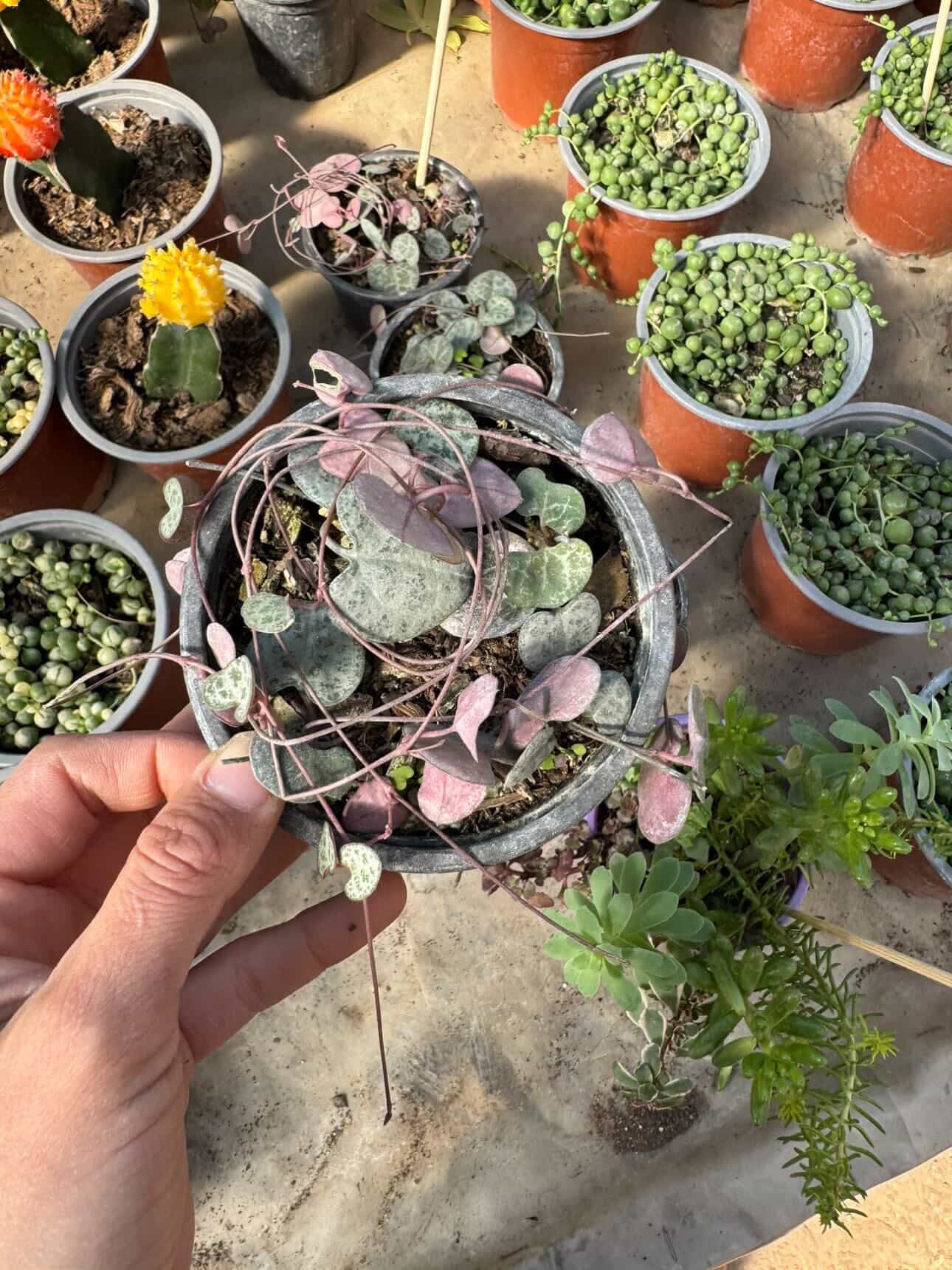 Ceropegia