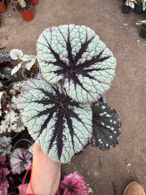 Begonia variedades