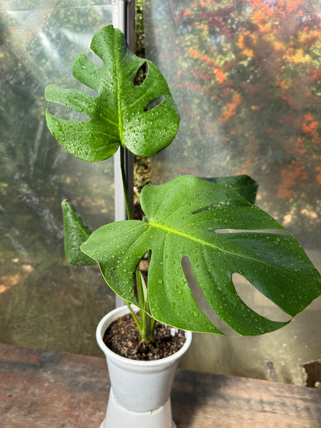 Monstera deliciosa S