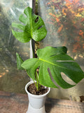 Monstera deliciosa S