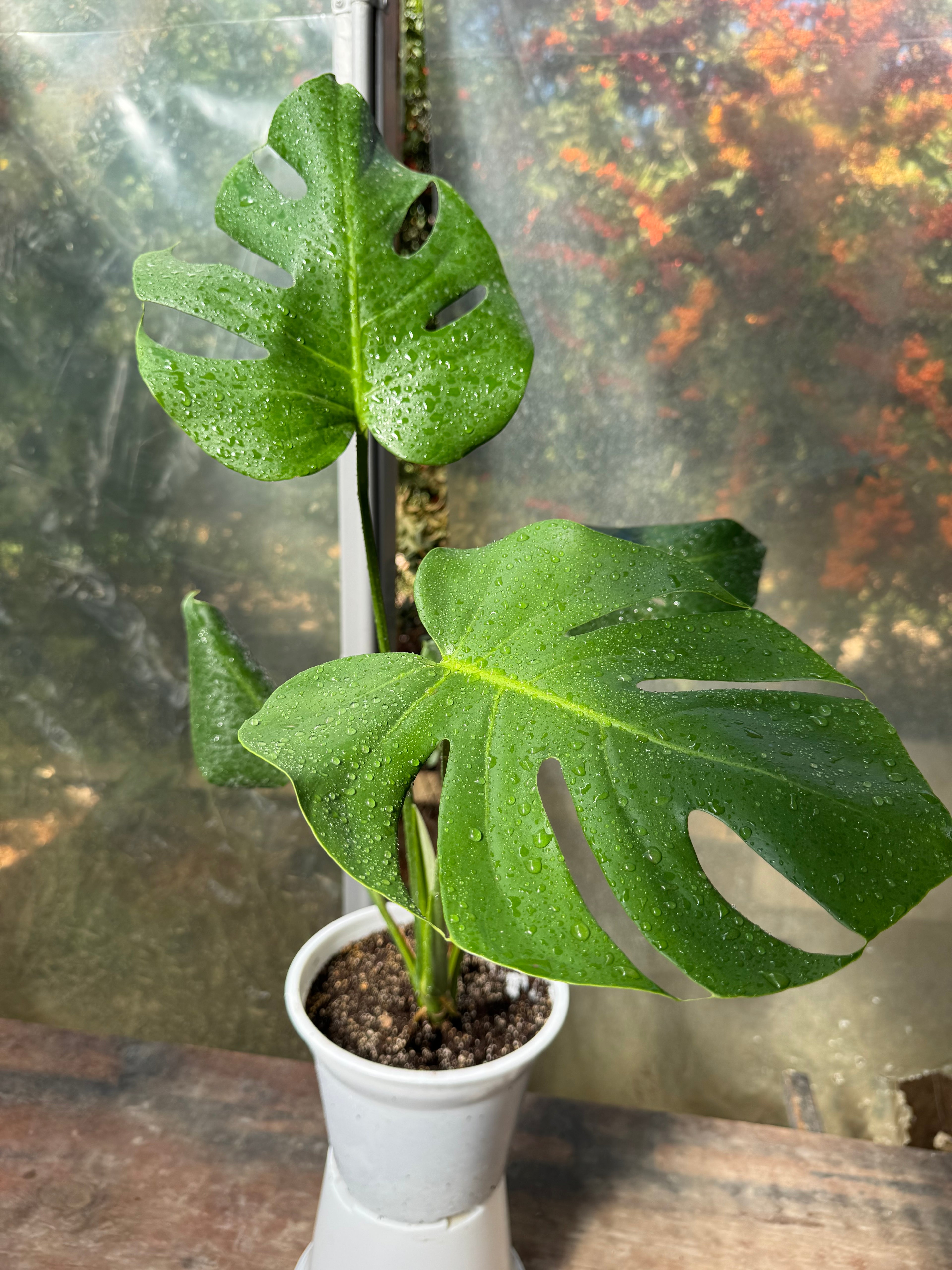 Monstera deliciosa S