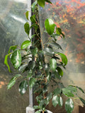 Ficus Benjamina