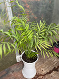 Chamadorea Elegans L