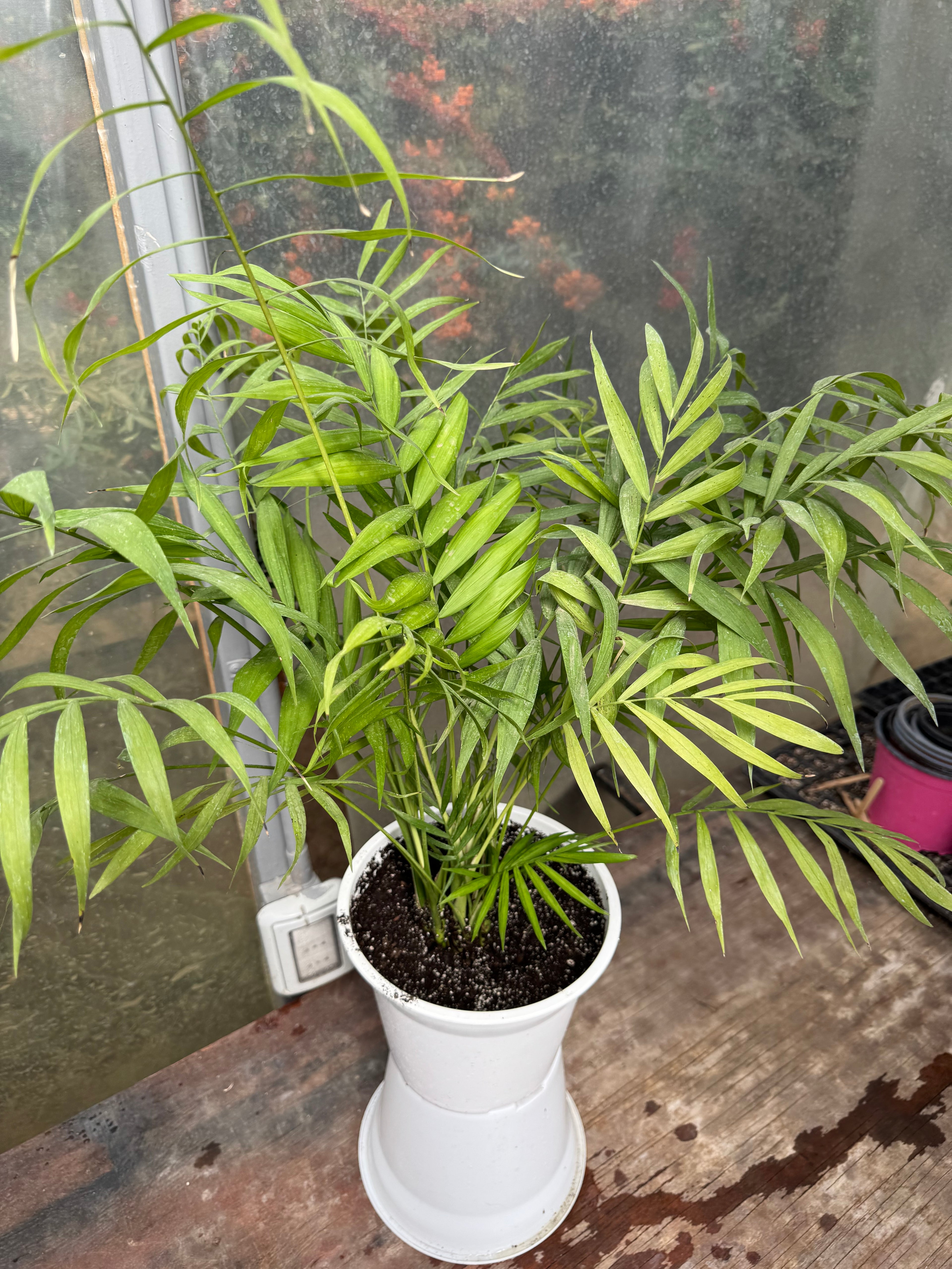 Chamadorea Elegans L