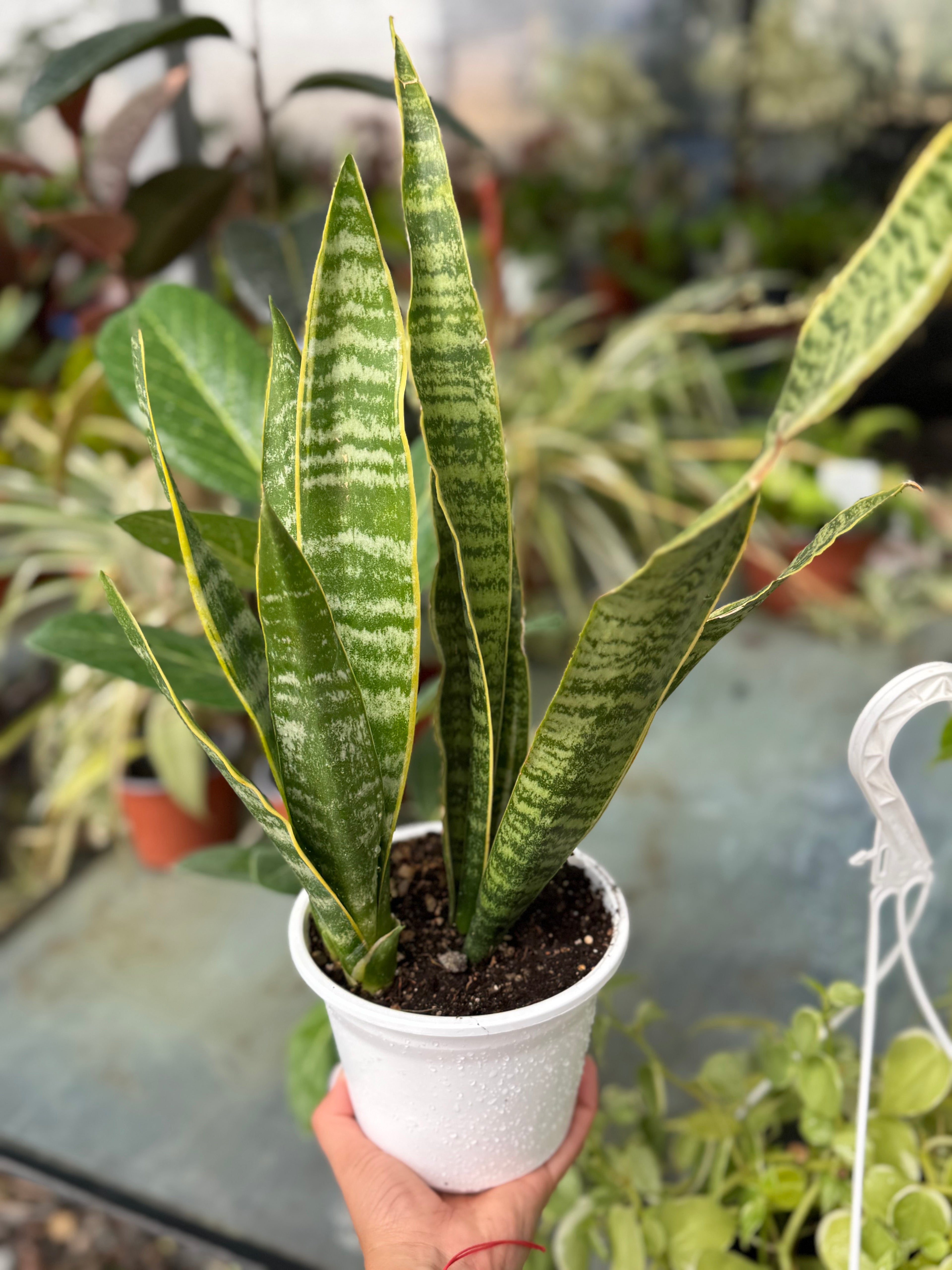 Sansevieria Laurentii
