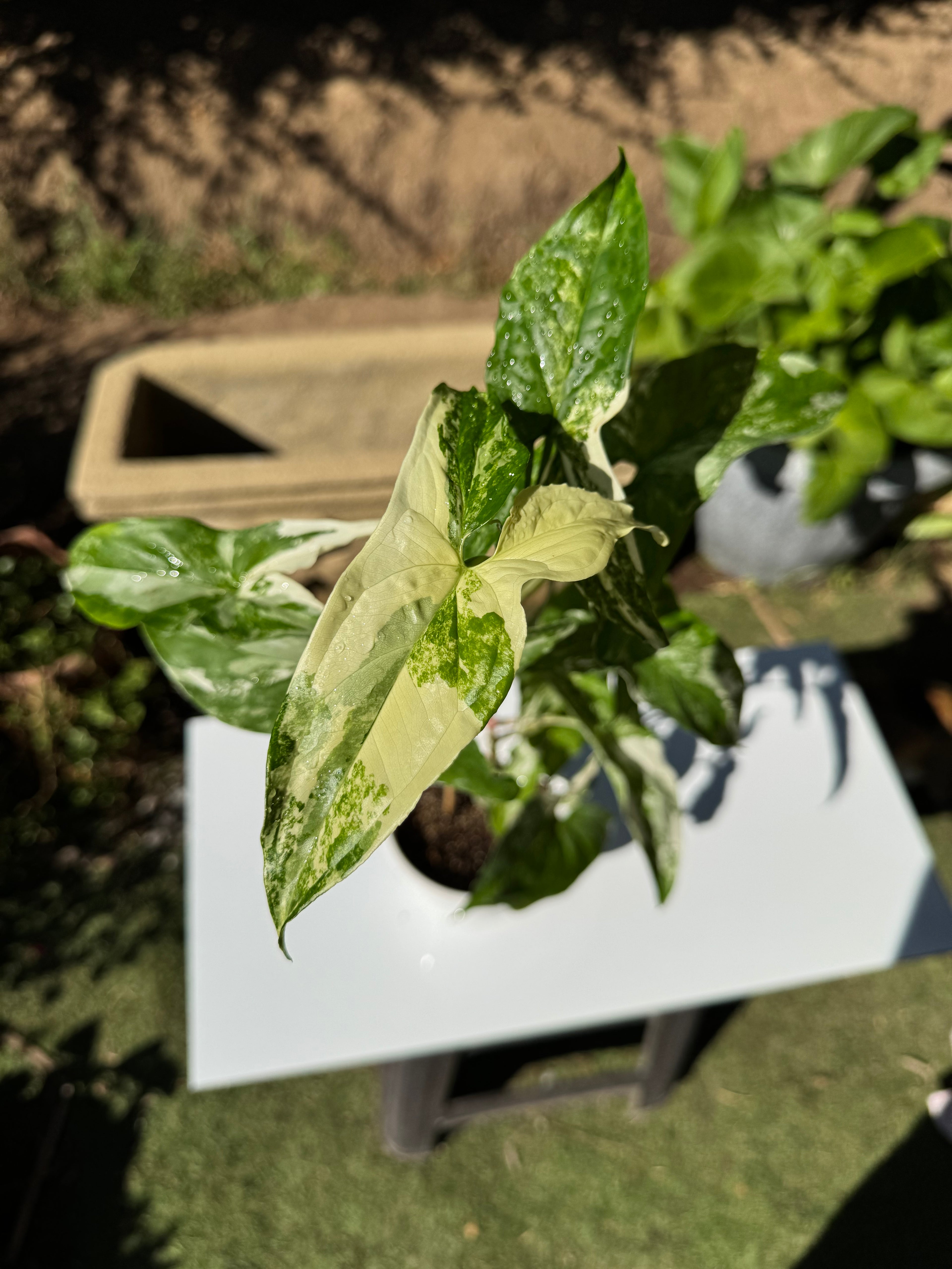 Singonio Variegado