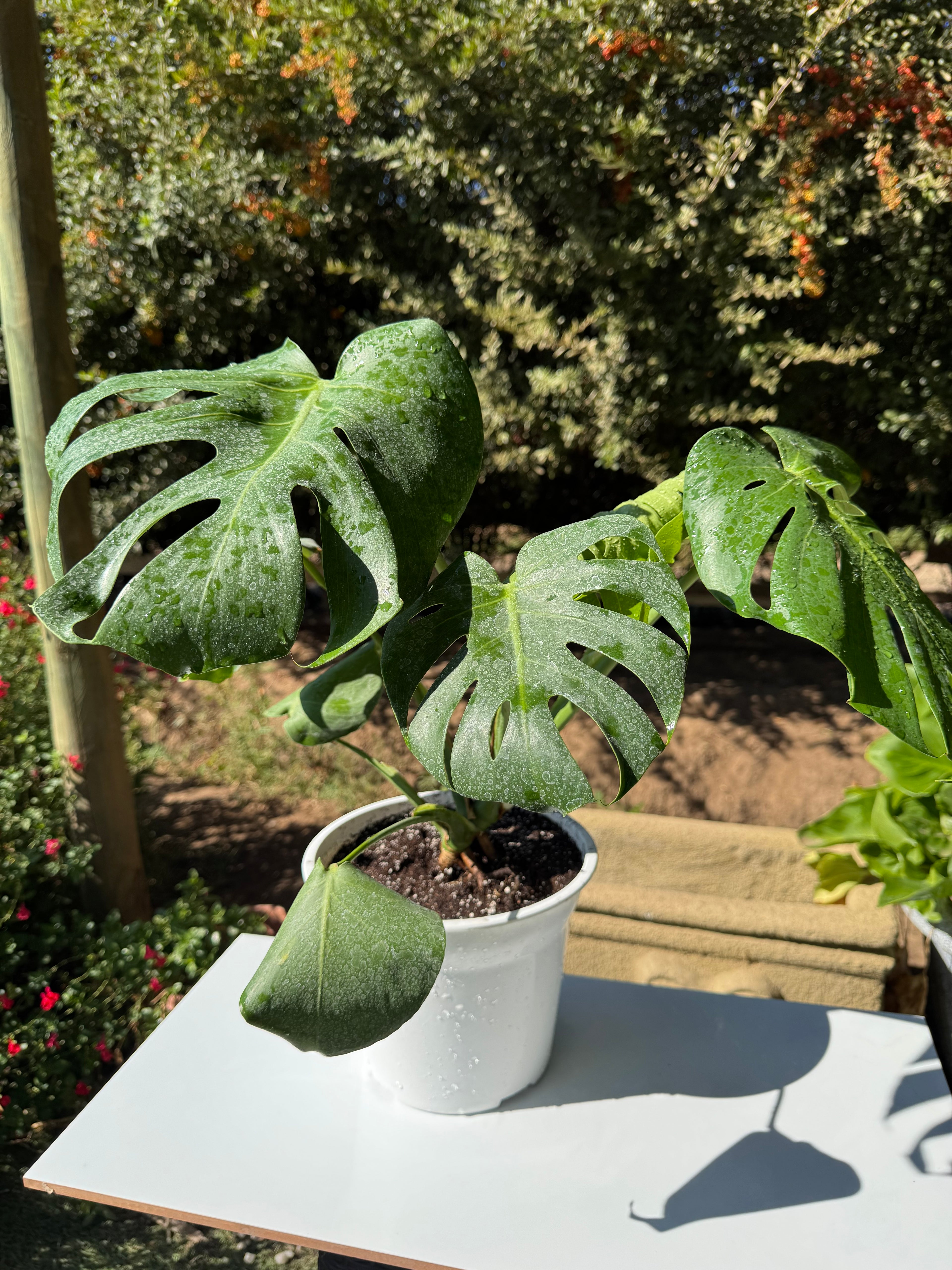Monstera deliciosa S