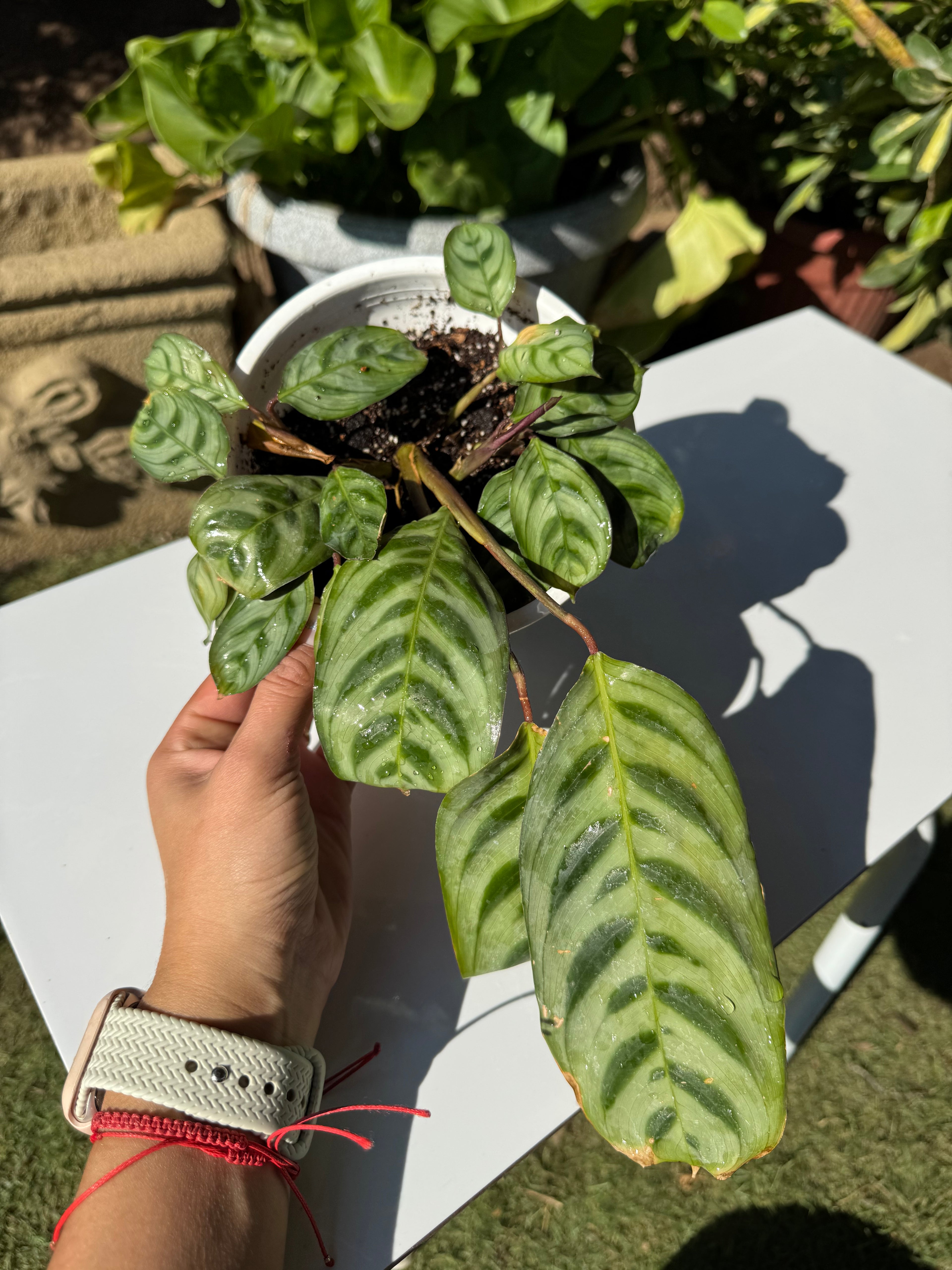 Calathea Burle Marxii