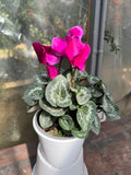 Violeta de Persia