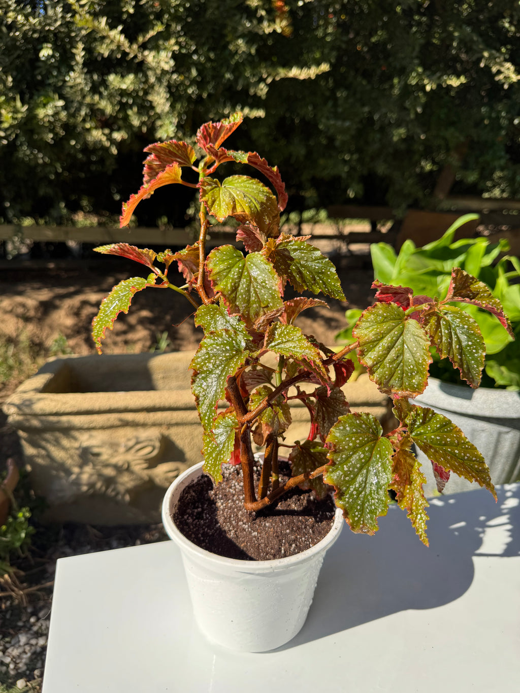 Begonia Alita de Ángel