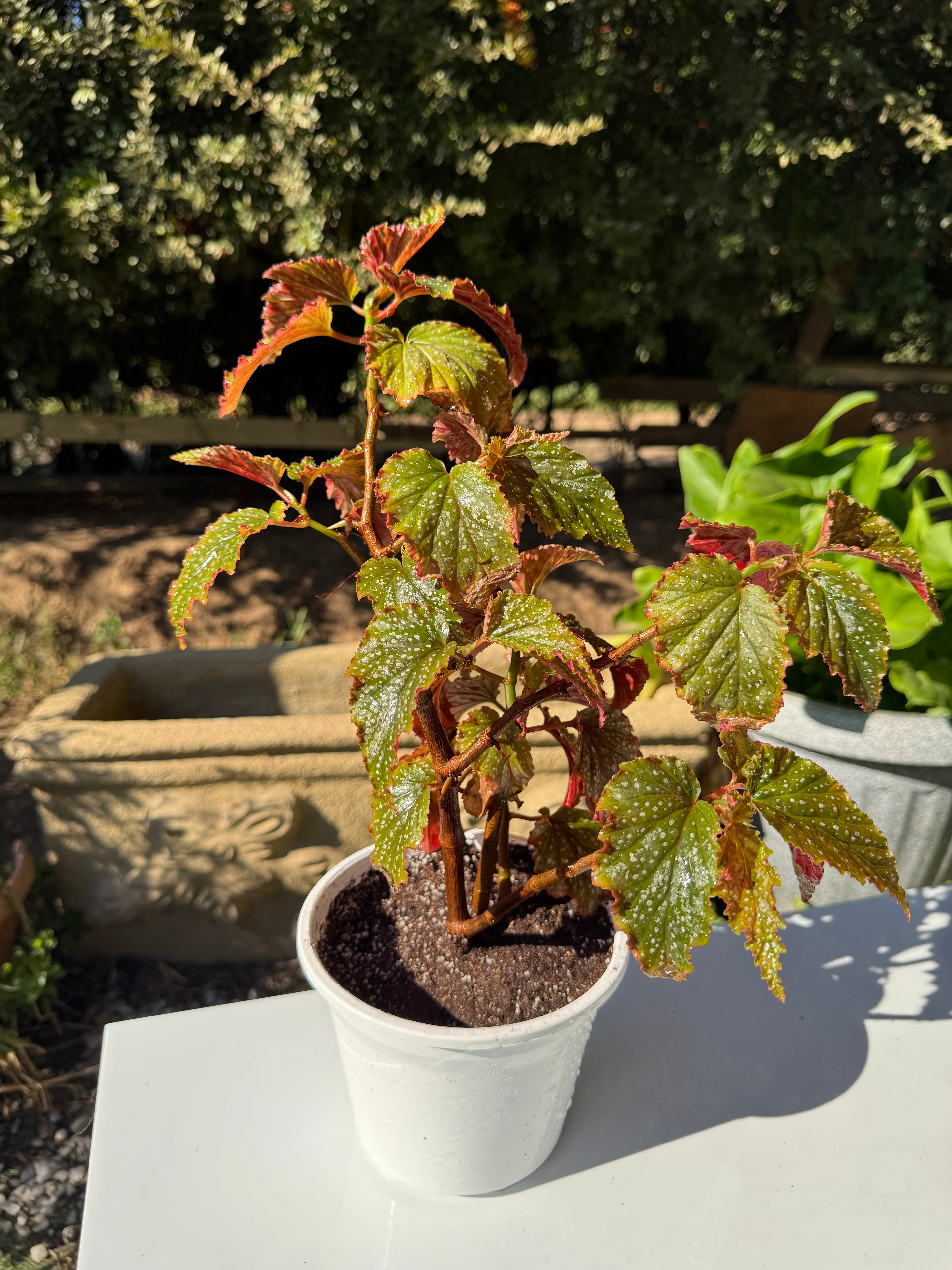 Begonia Alita de Ángel
