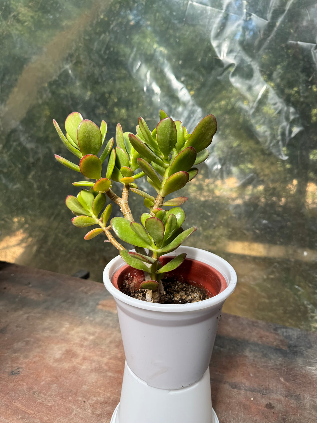 Jade