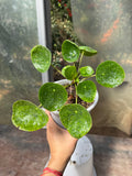 Pilea Peperomioides