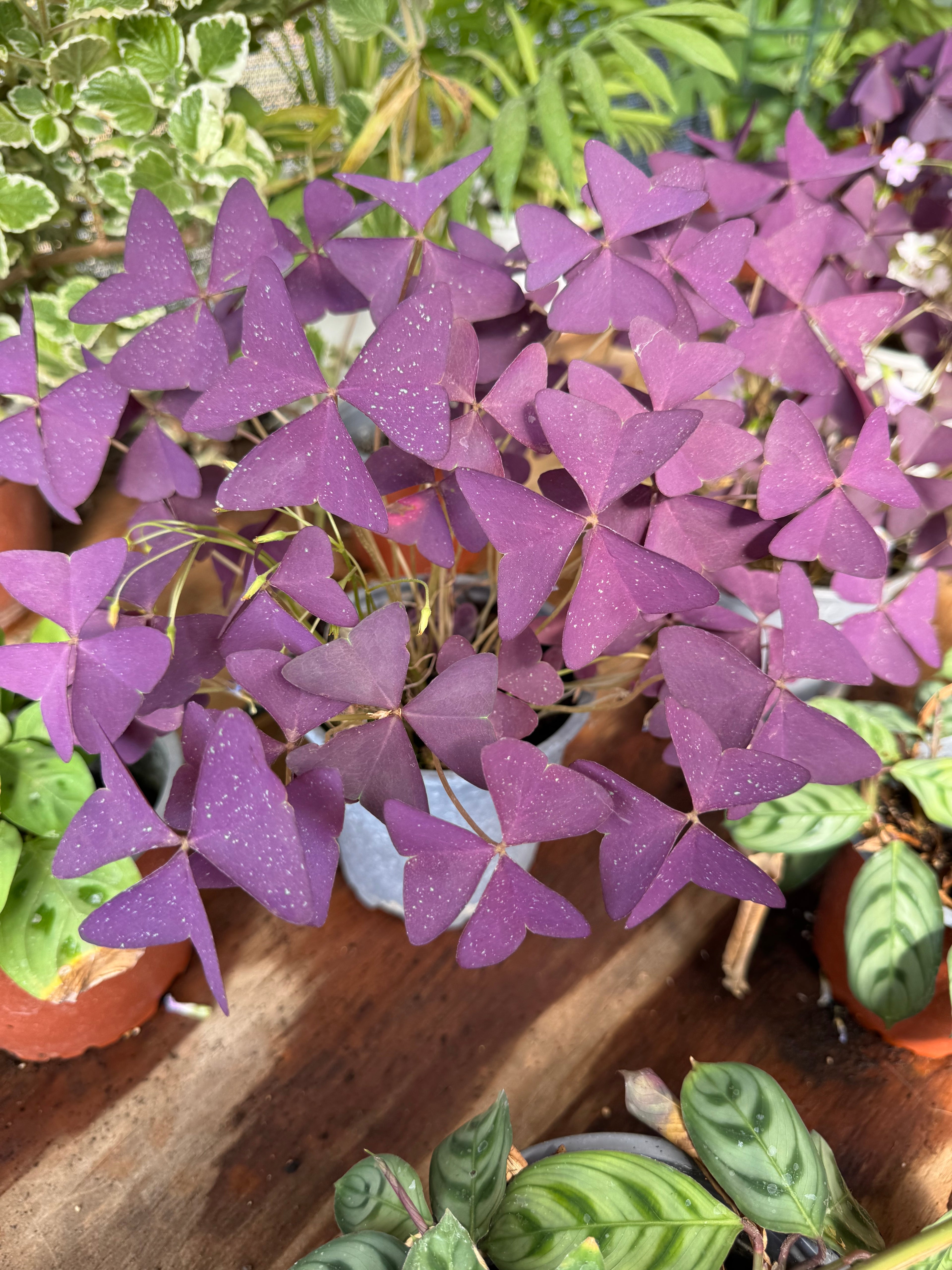 Oxalis