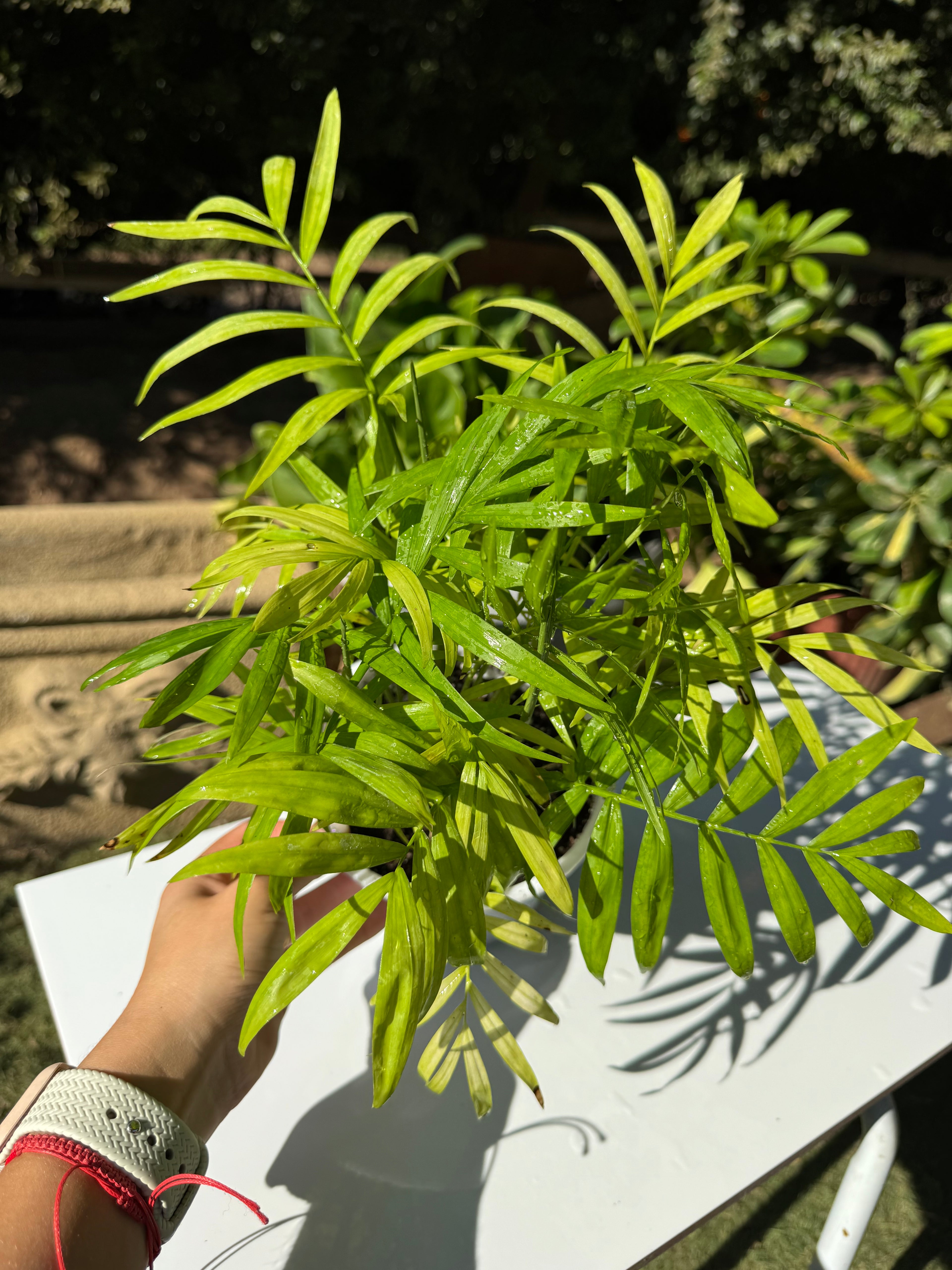 Chamadorea Elegans S