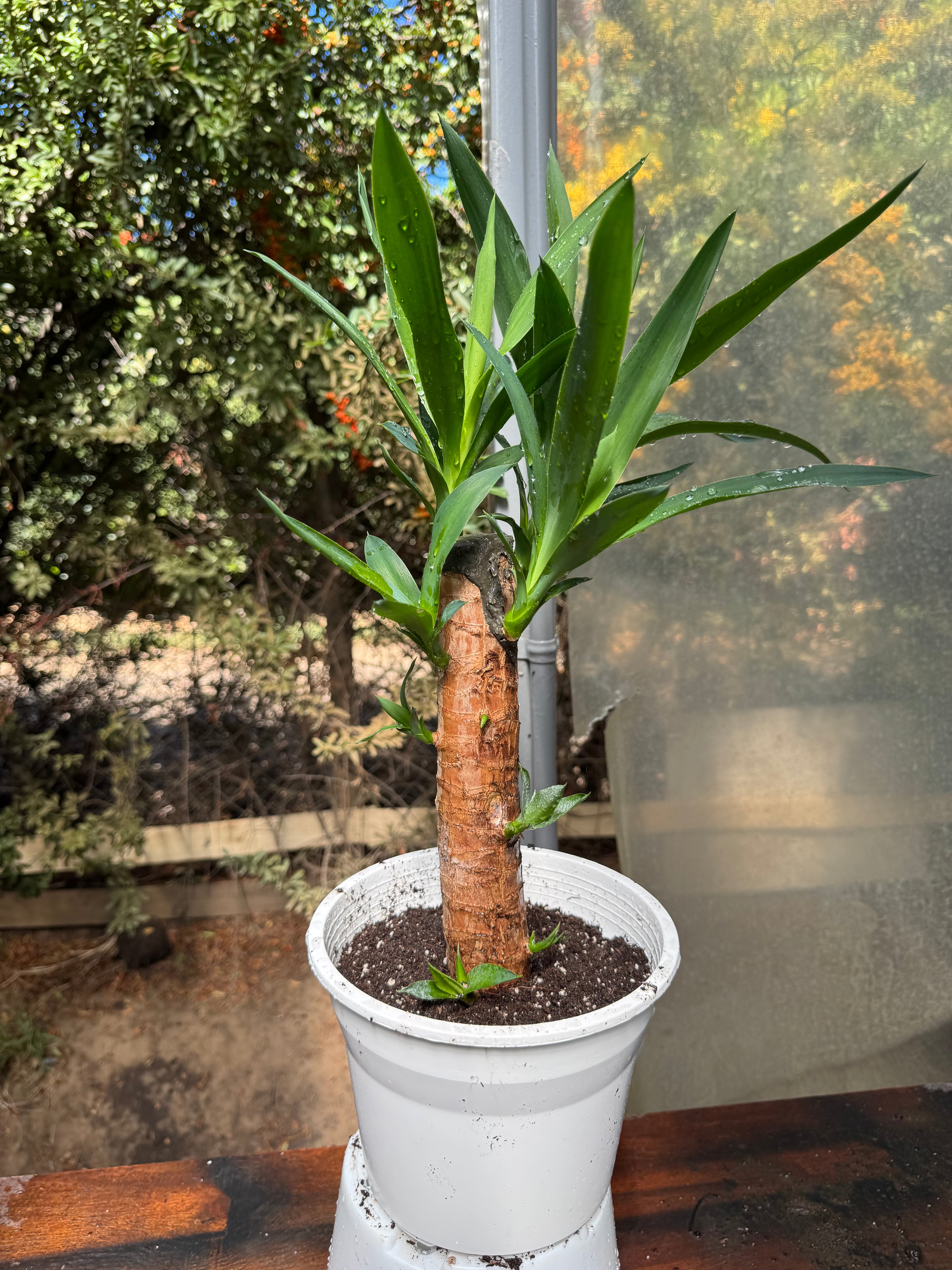 Yucca M