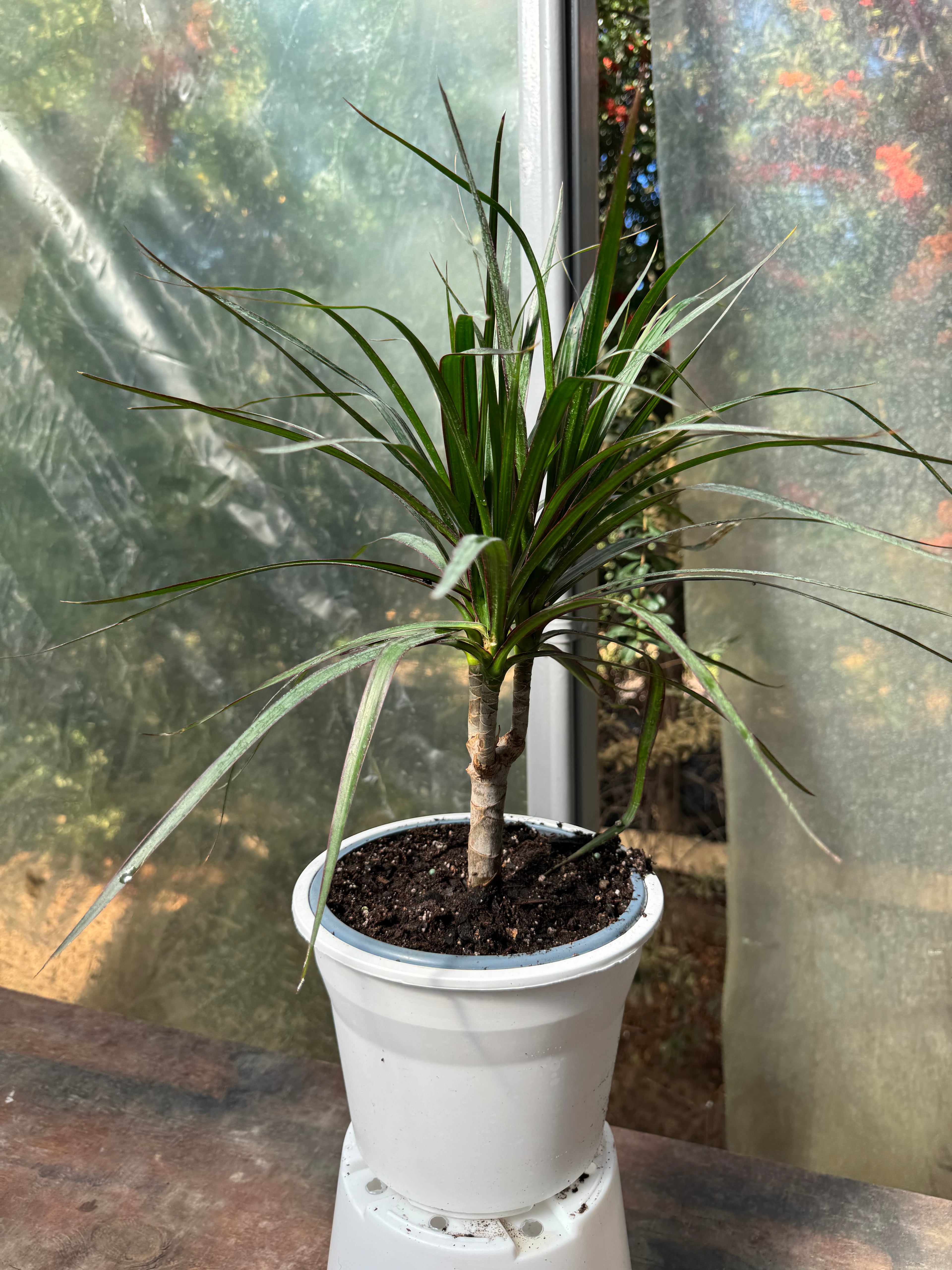 Dracena Marginata