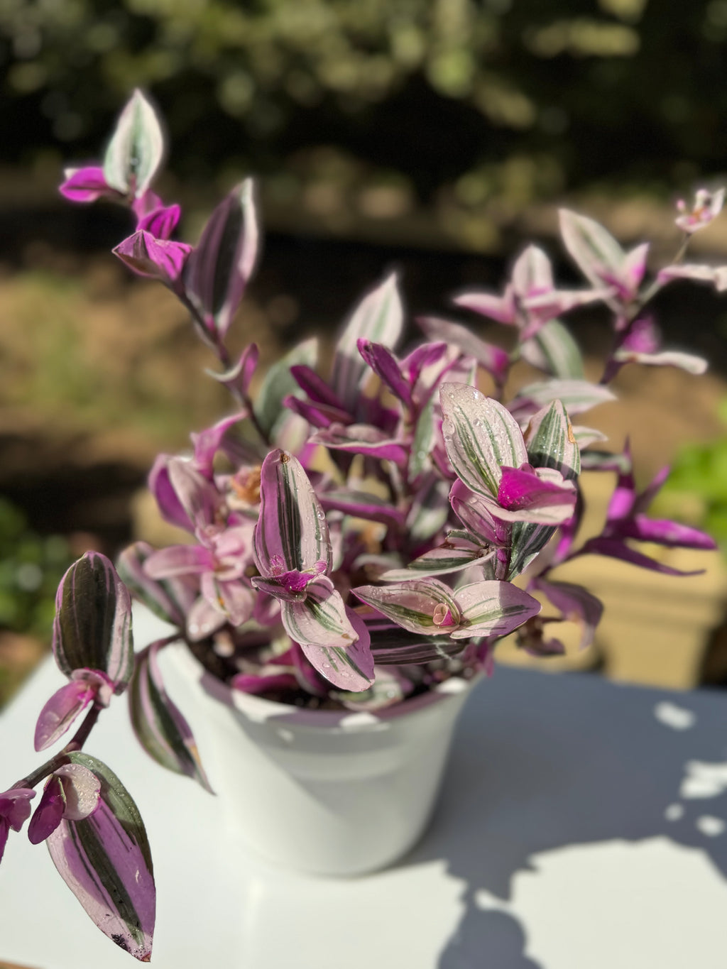 Tradescantia Nanouk L