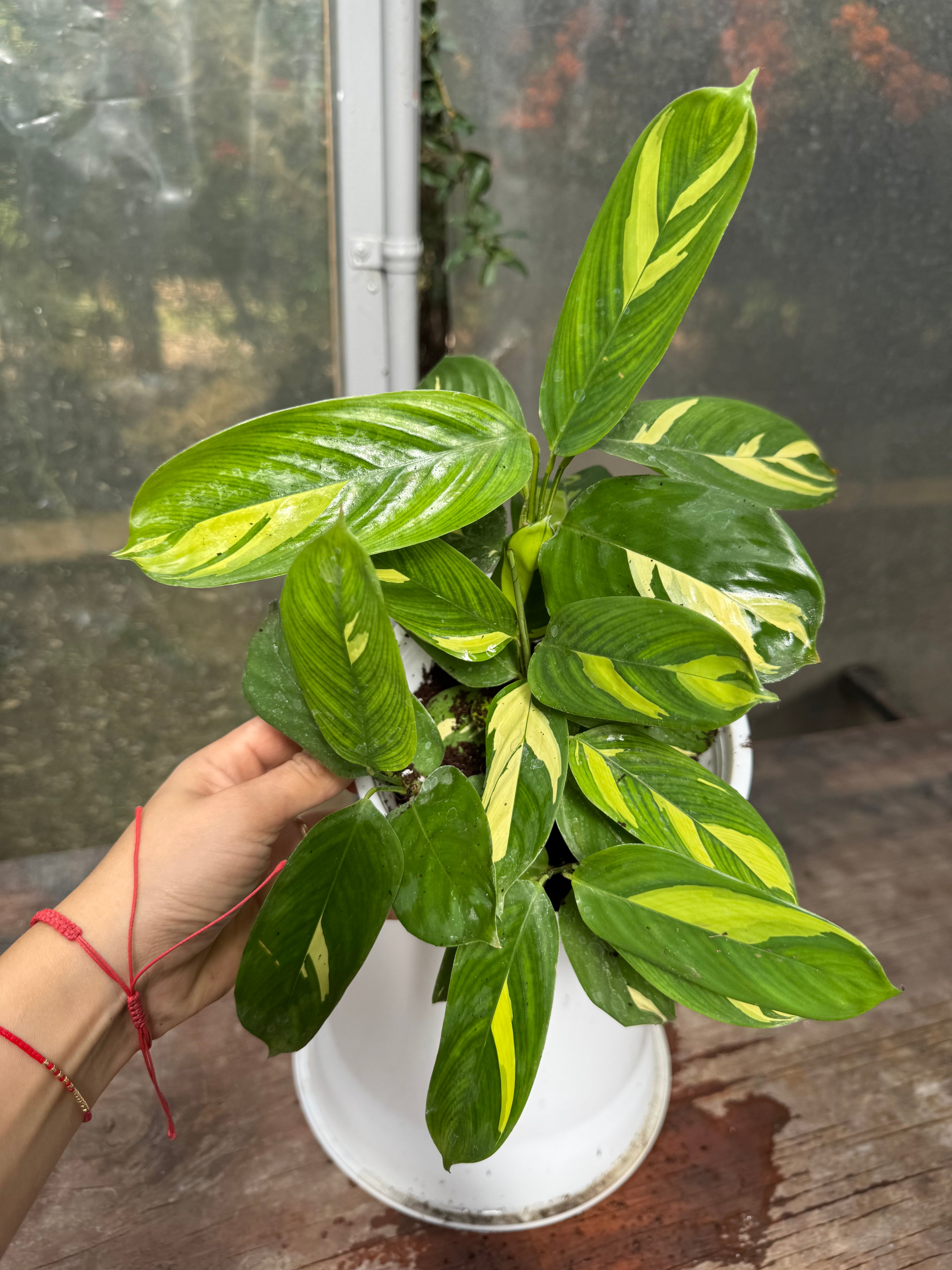Calathea Lubersianna S