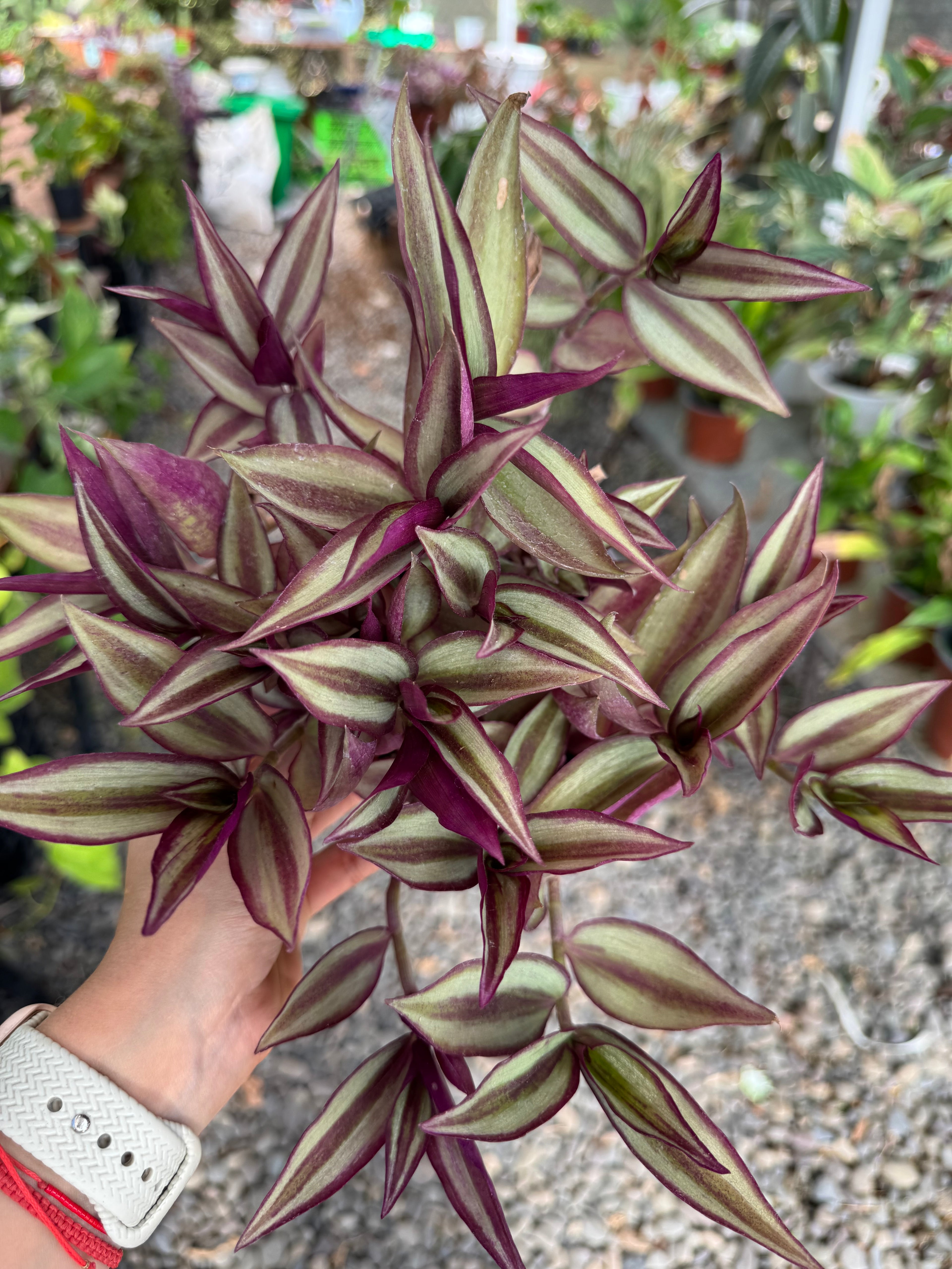 Tradescantia Zebrina S