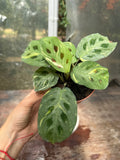 Maranta Kerchoveana Variegada