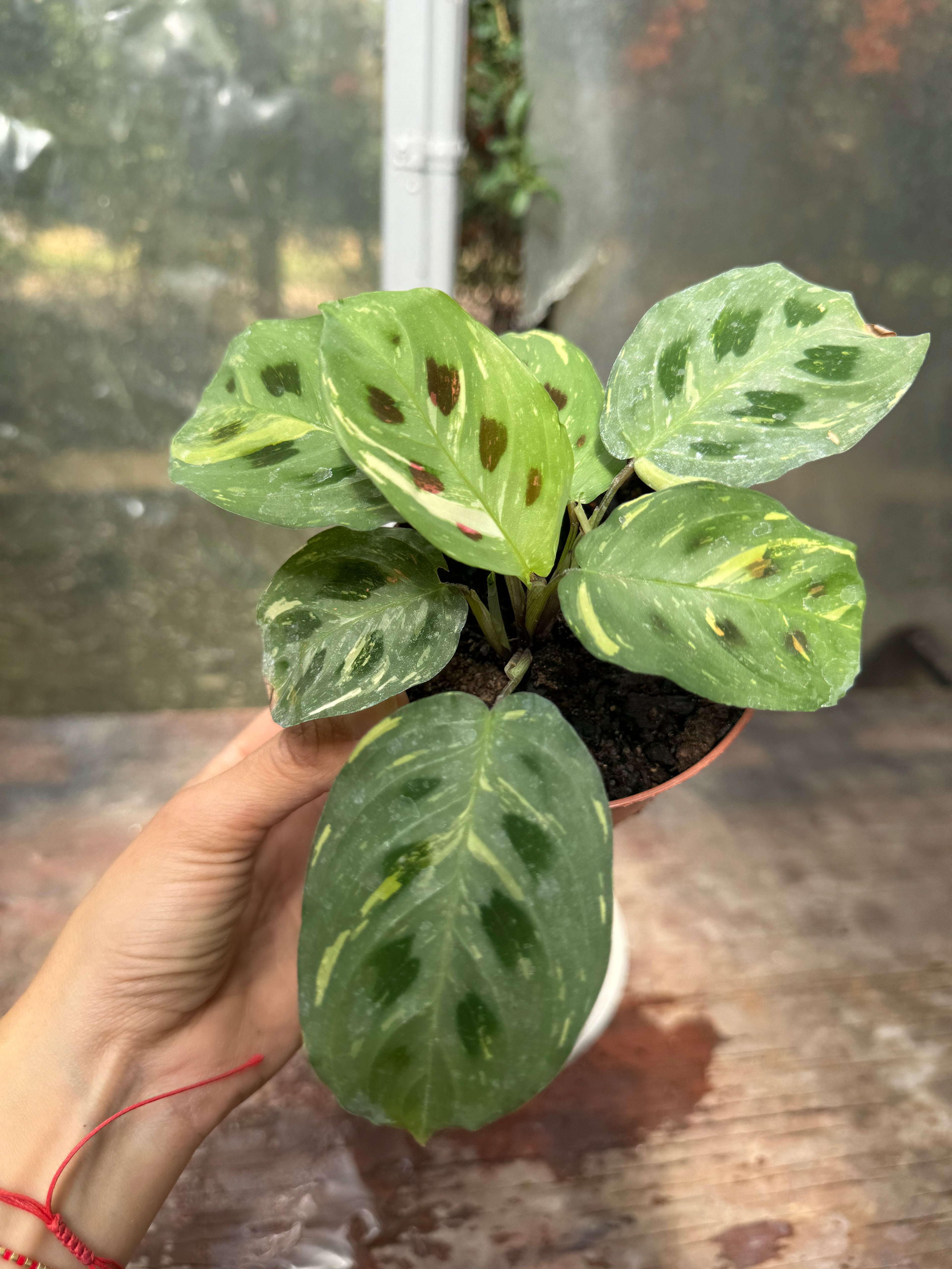 Maranta Kerchoveana Variegada