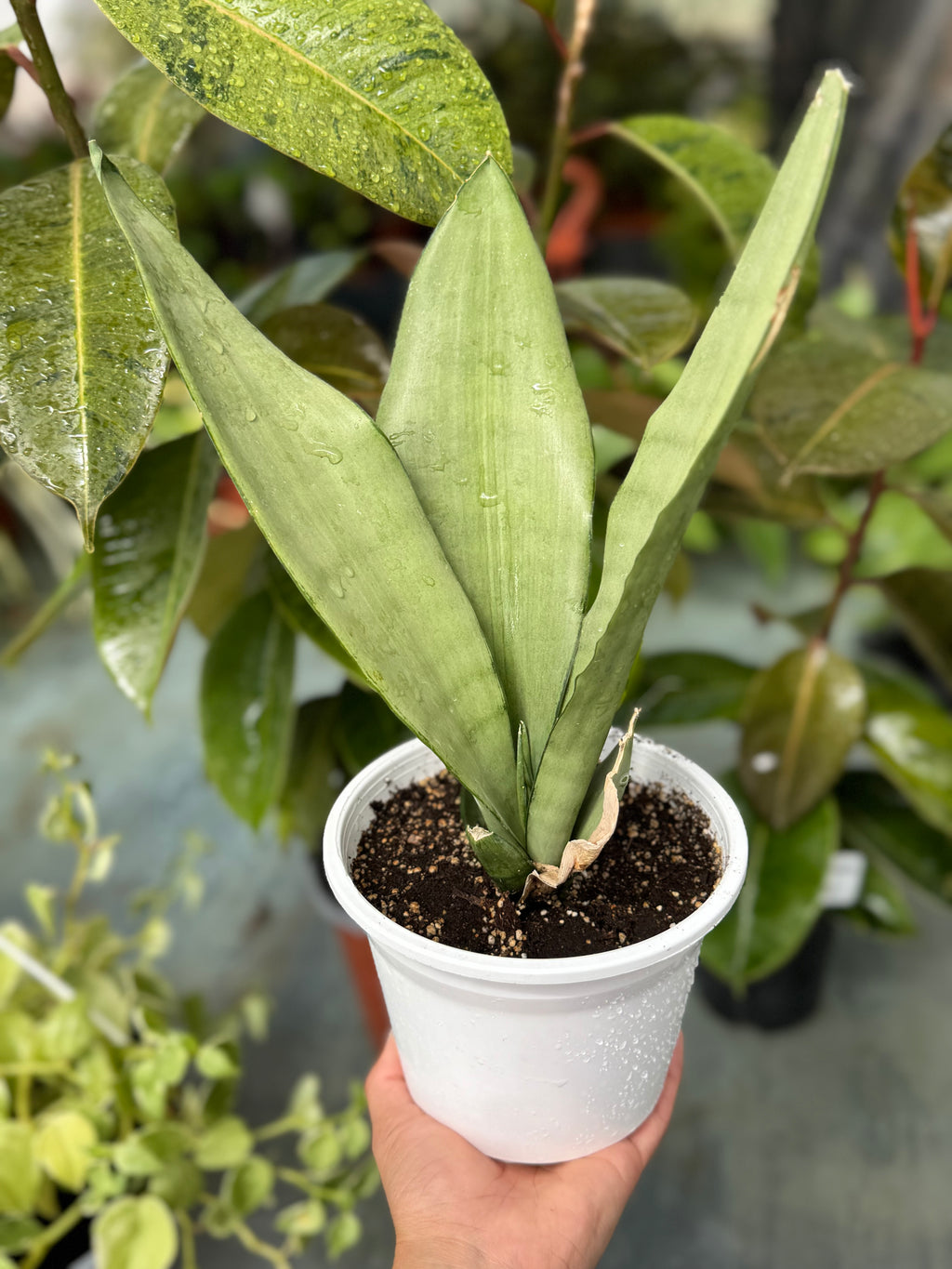 Sansevieria Moonshine