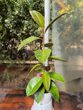 Gomero Shiveriano M