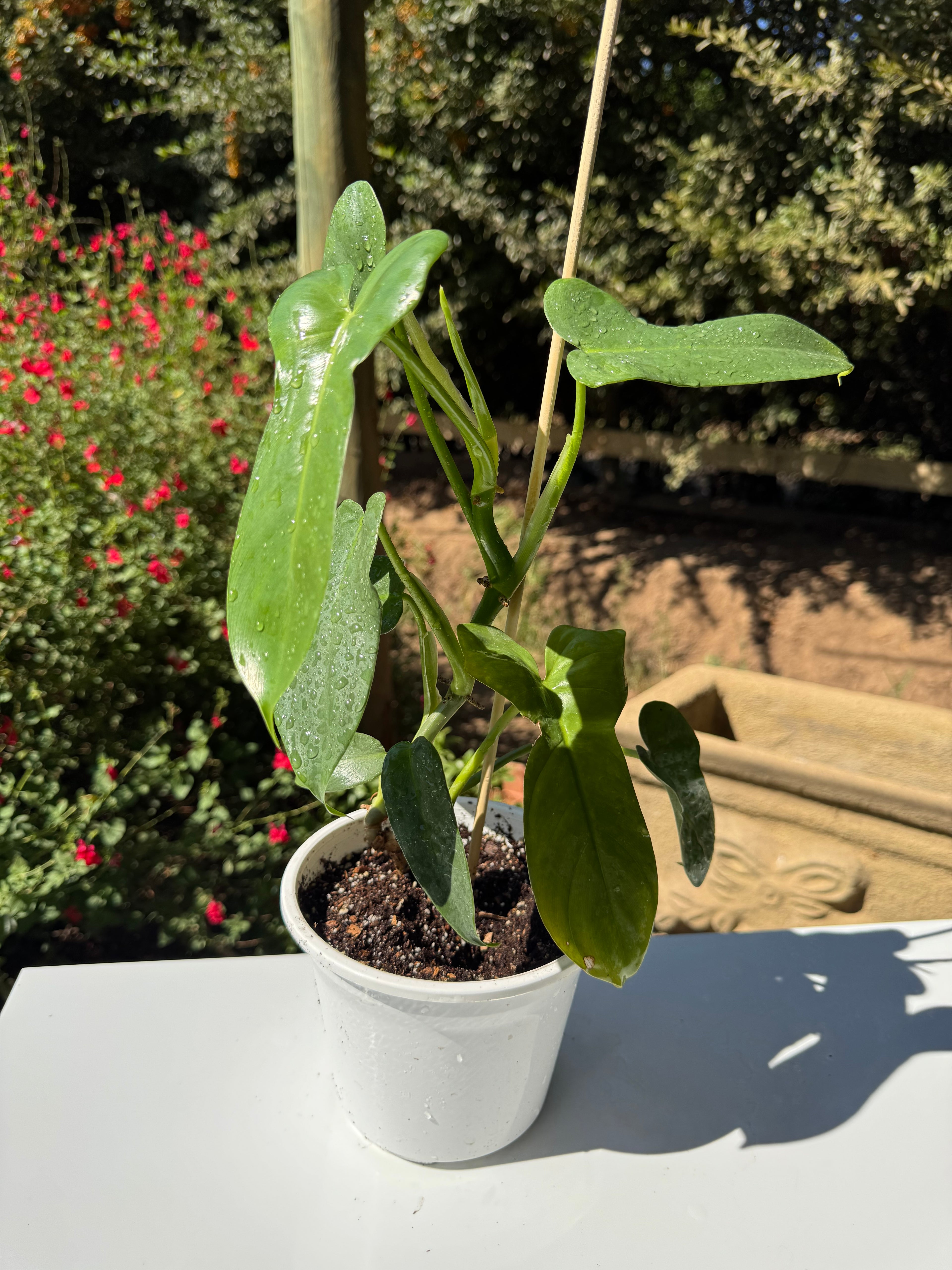 Filodendro Panduriforme