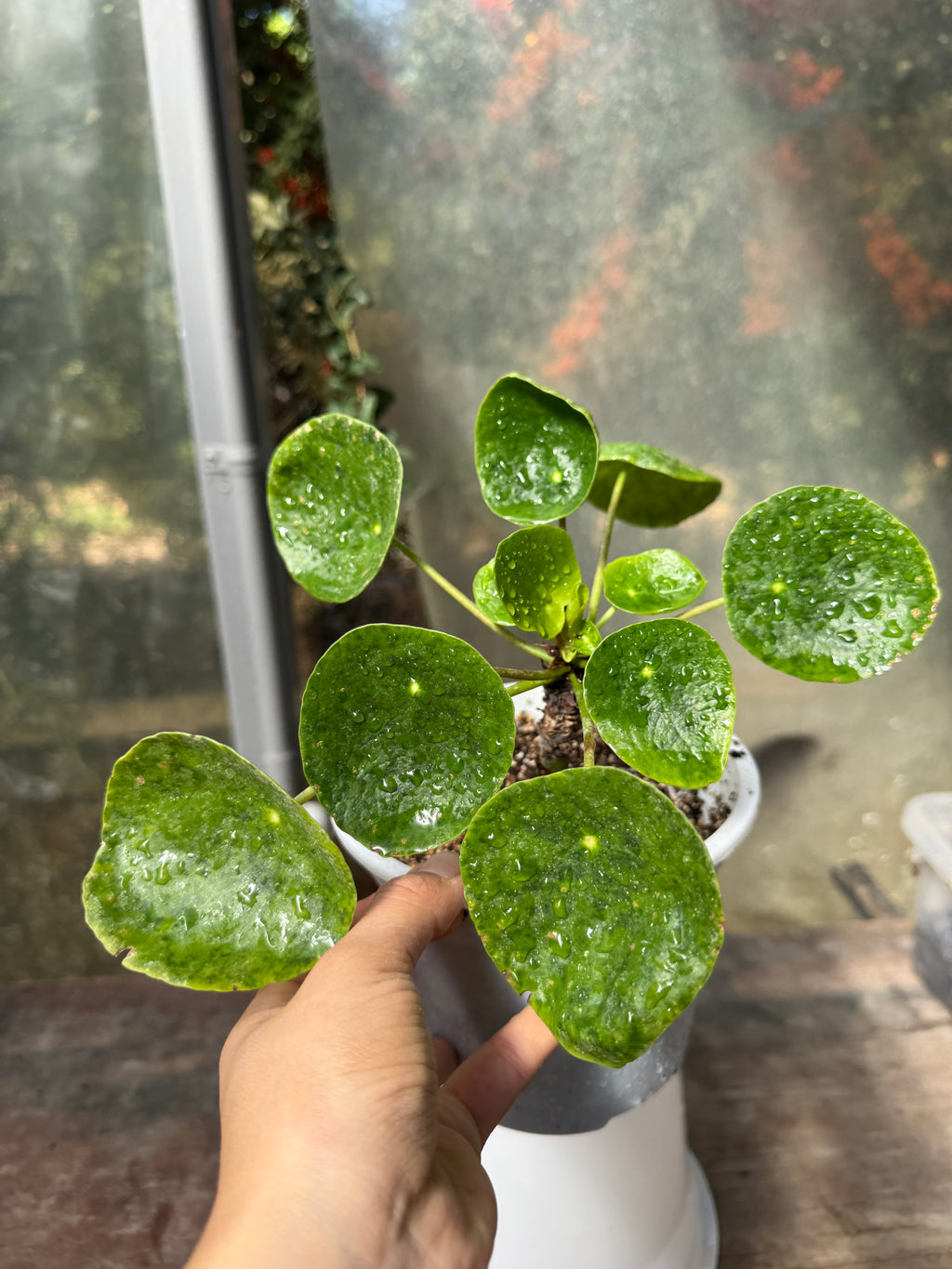 Pilea Peperomioides