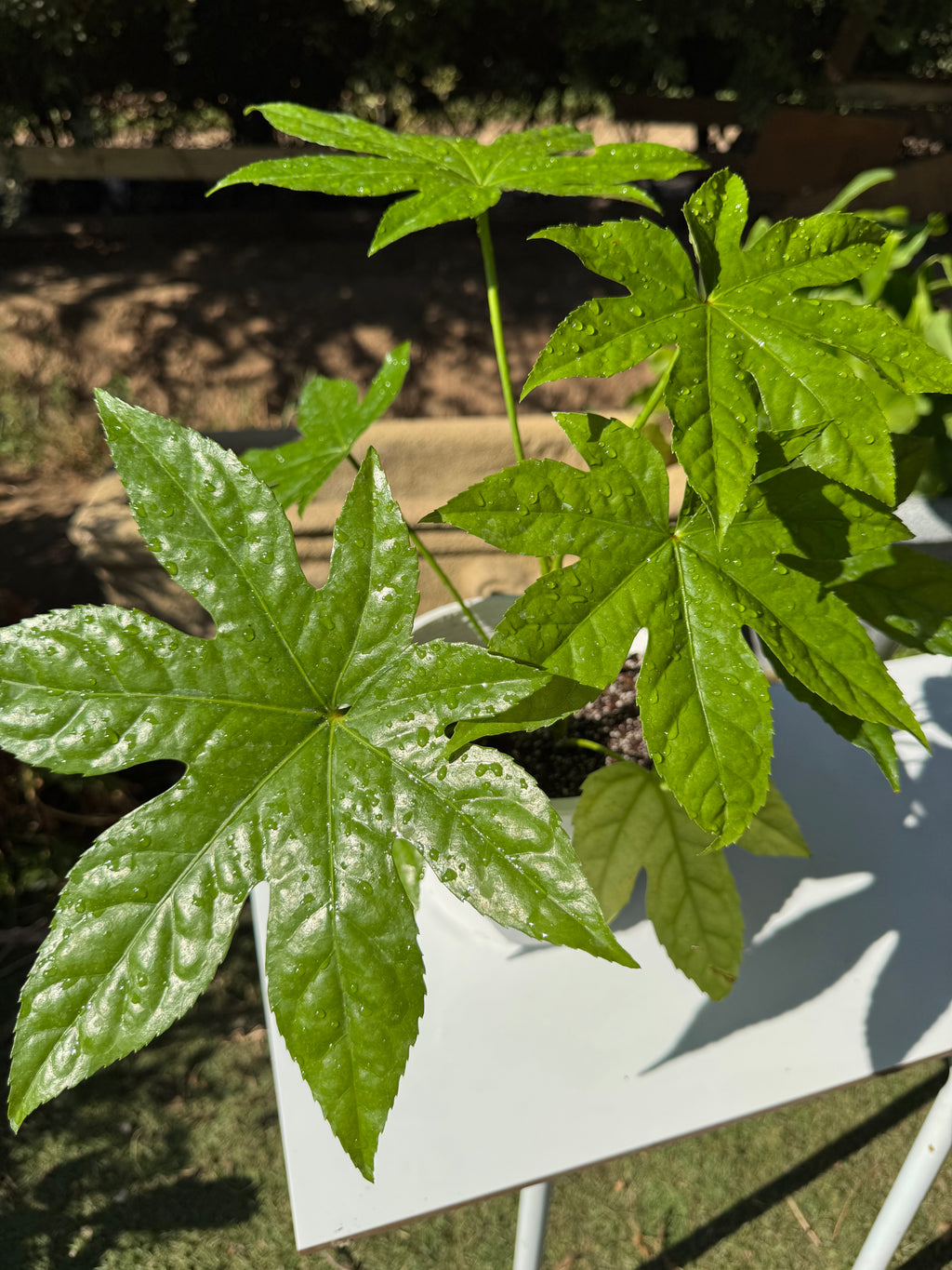 Aralia Japonica doble