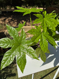 Aralia Japonica doble