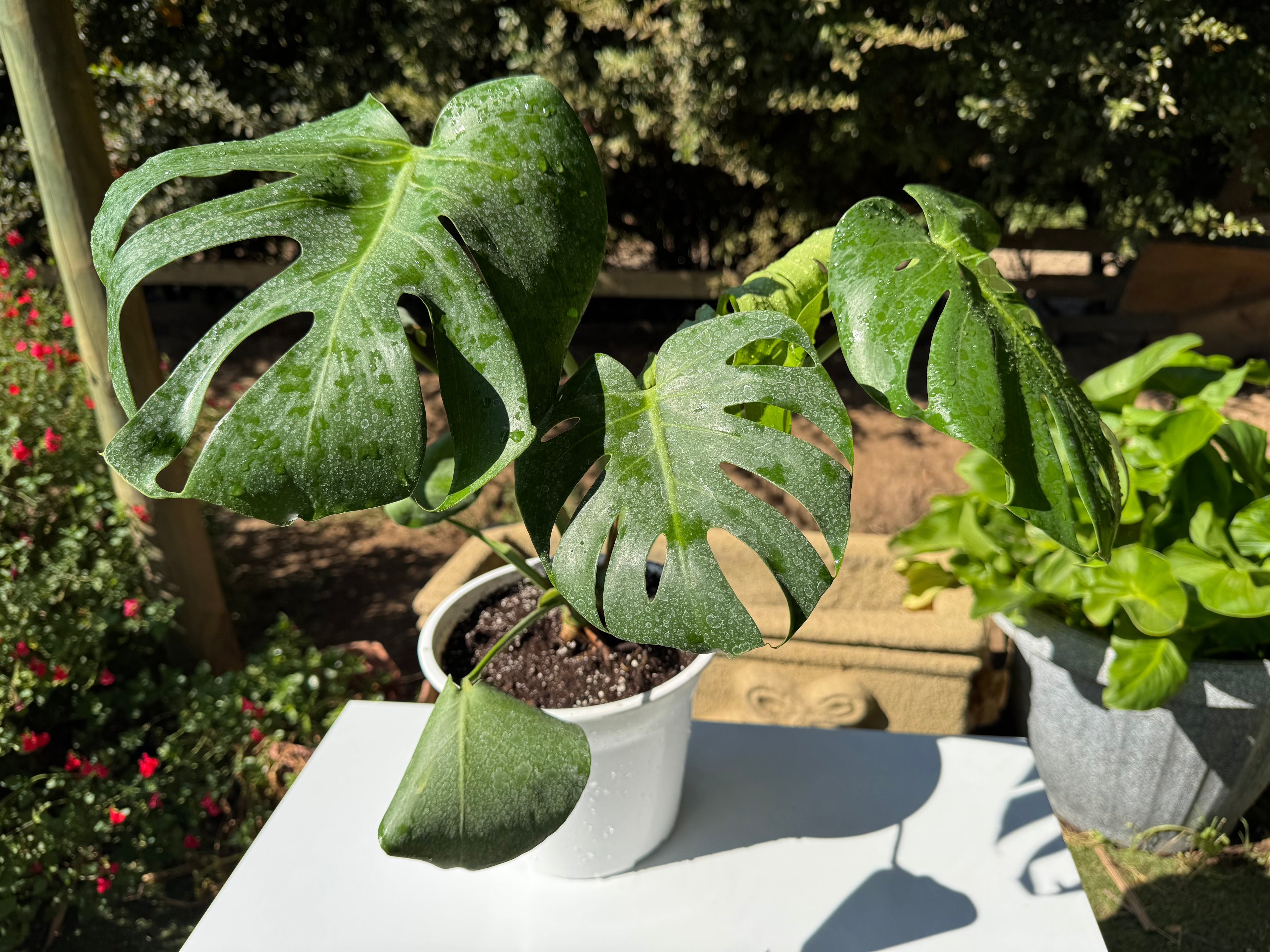 Monstera deliciosa S