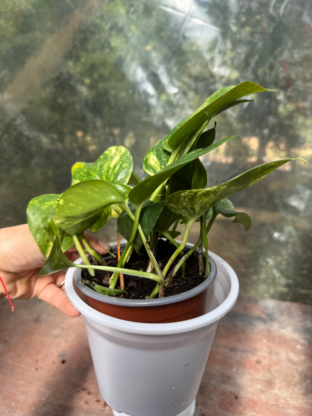 Pothus Golden