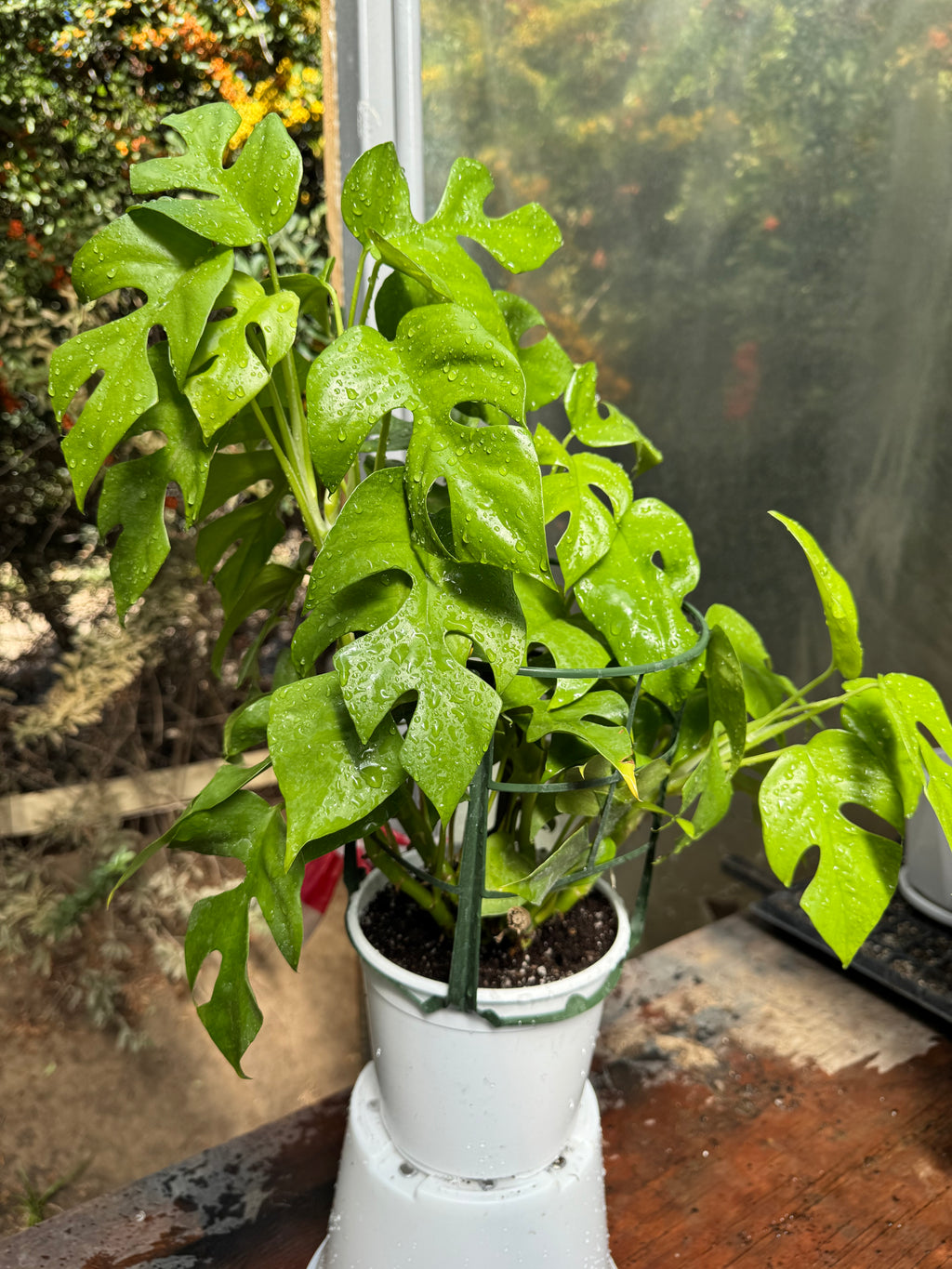 Raphidophora Tetrasperma