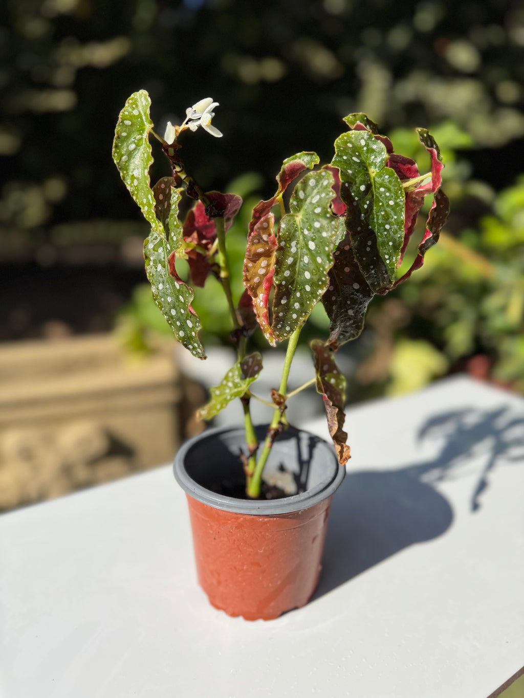 Begonia Maculata