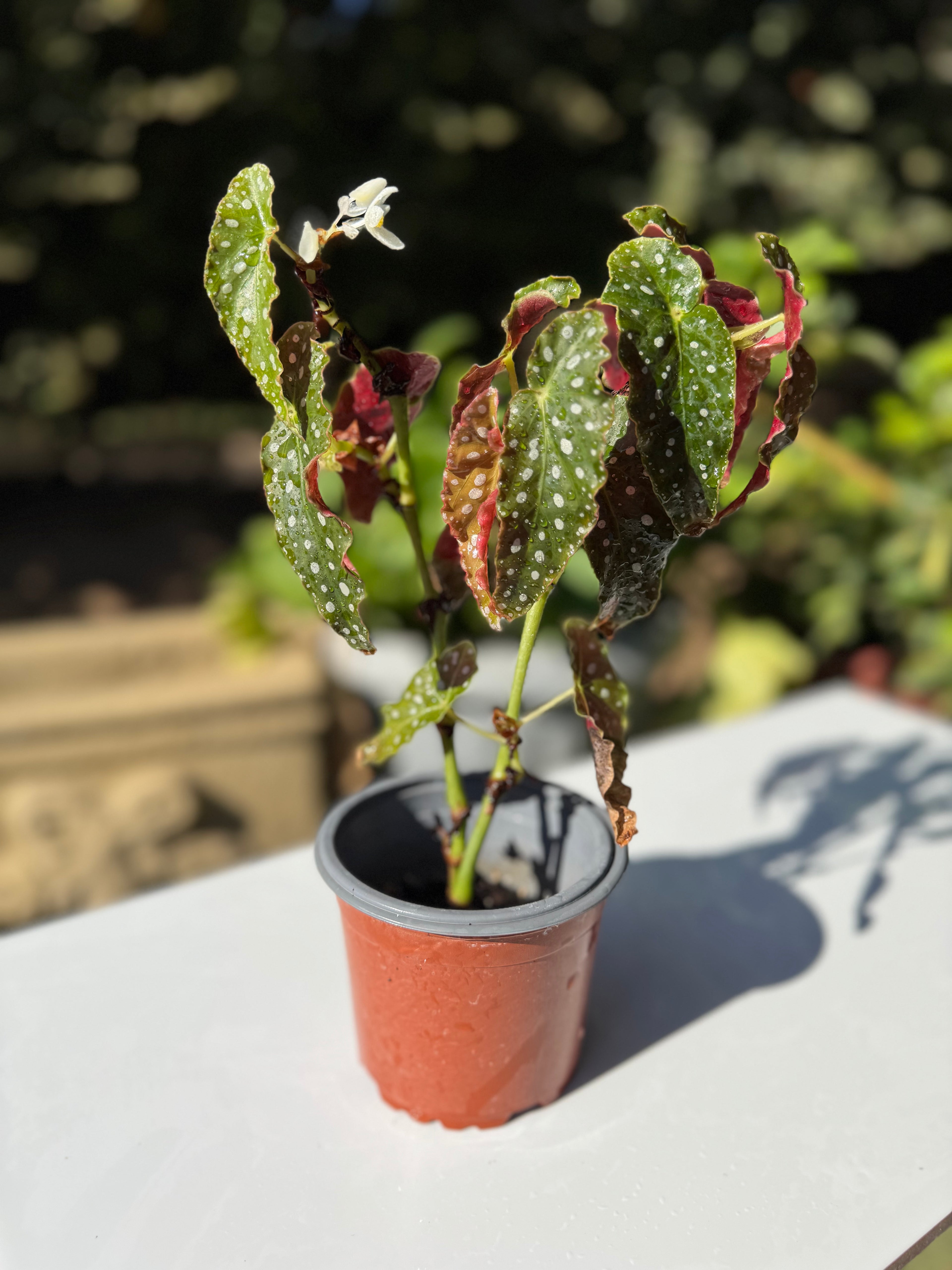Begonia Maculata