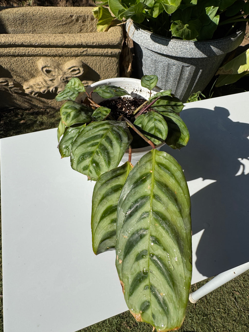 Calathea Burle Marxii