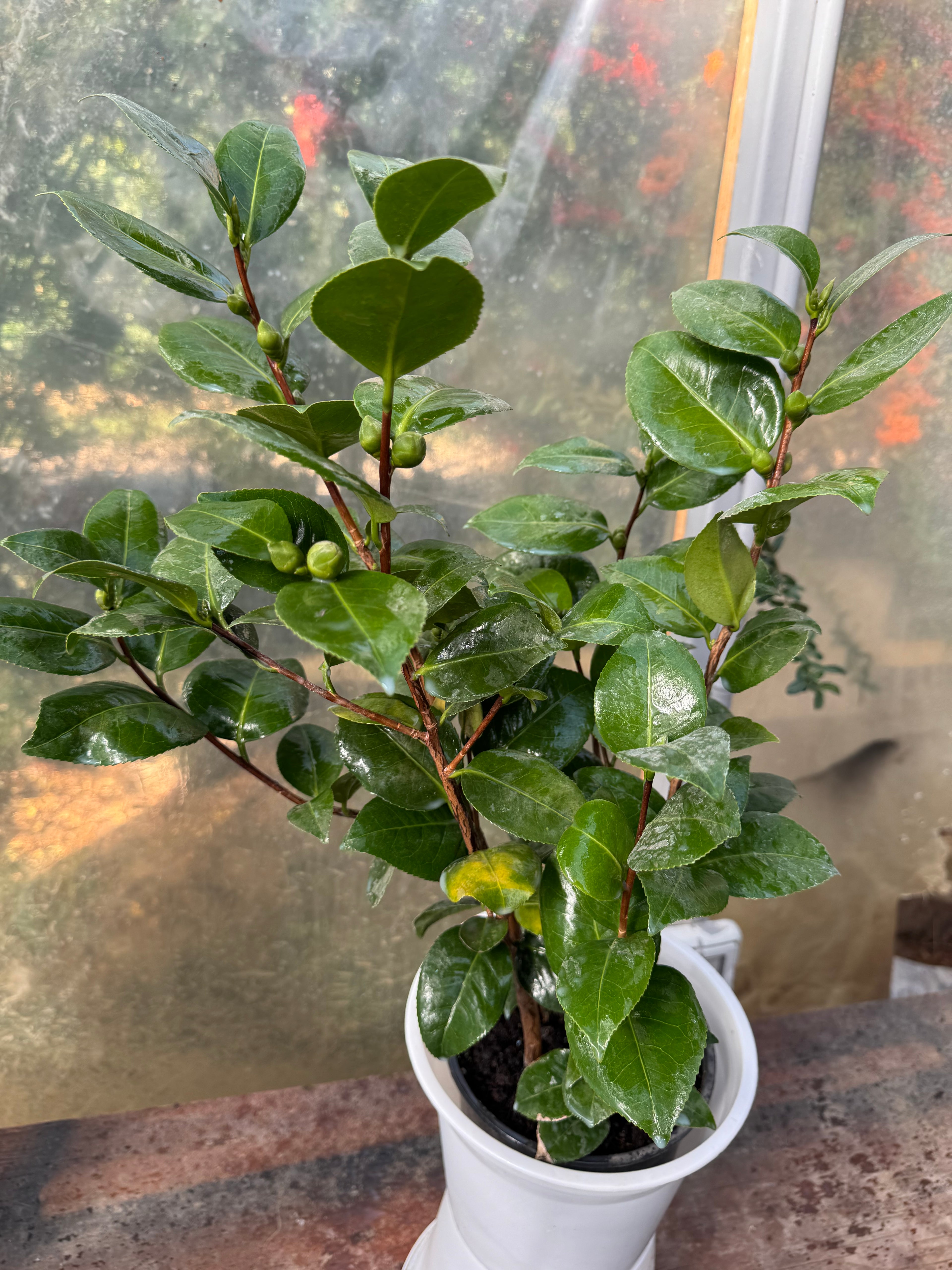 Camelia