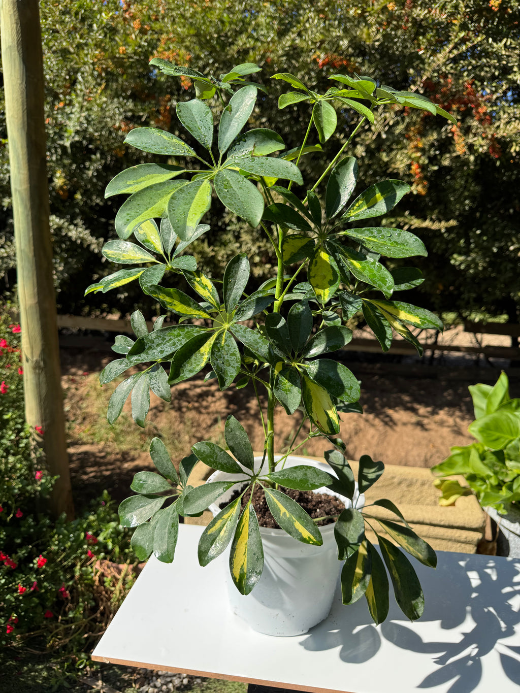 Schefflera Sol