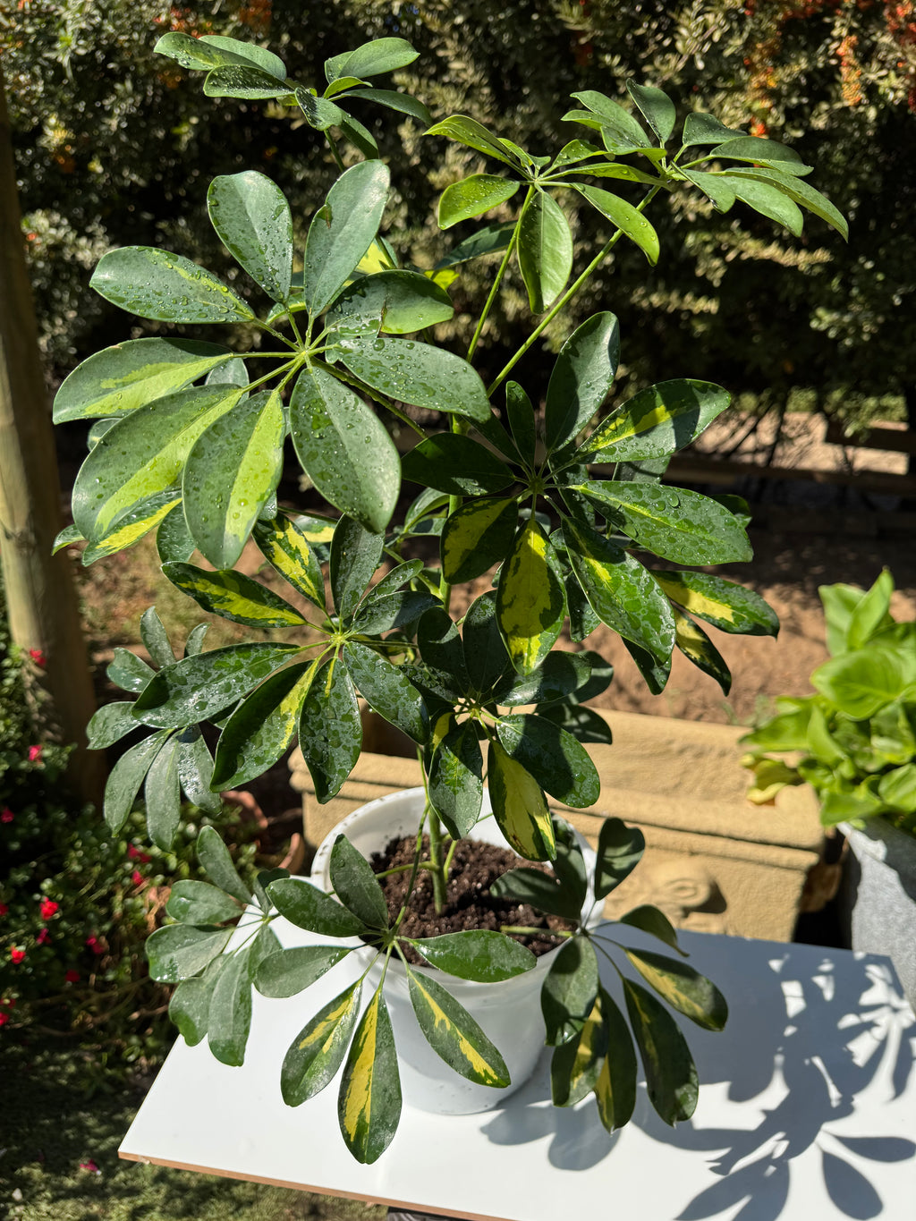 Schefflera Sol