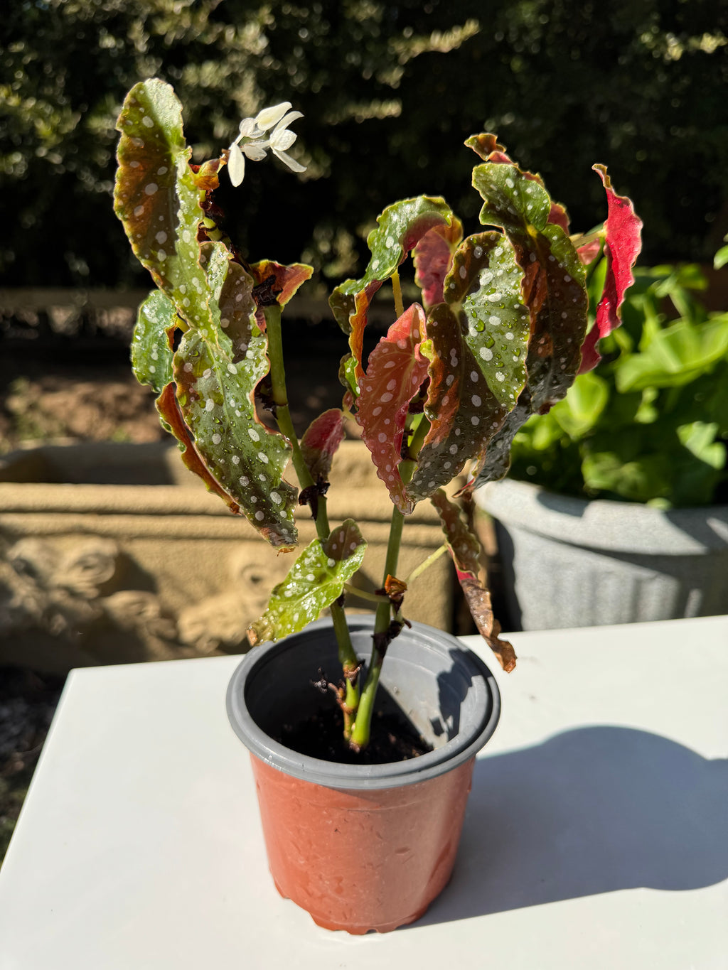Begonia Maculata