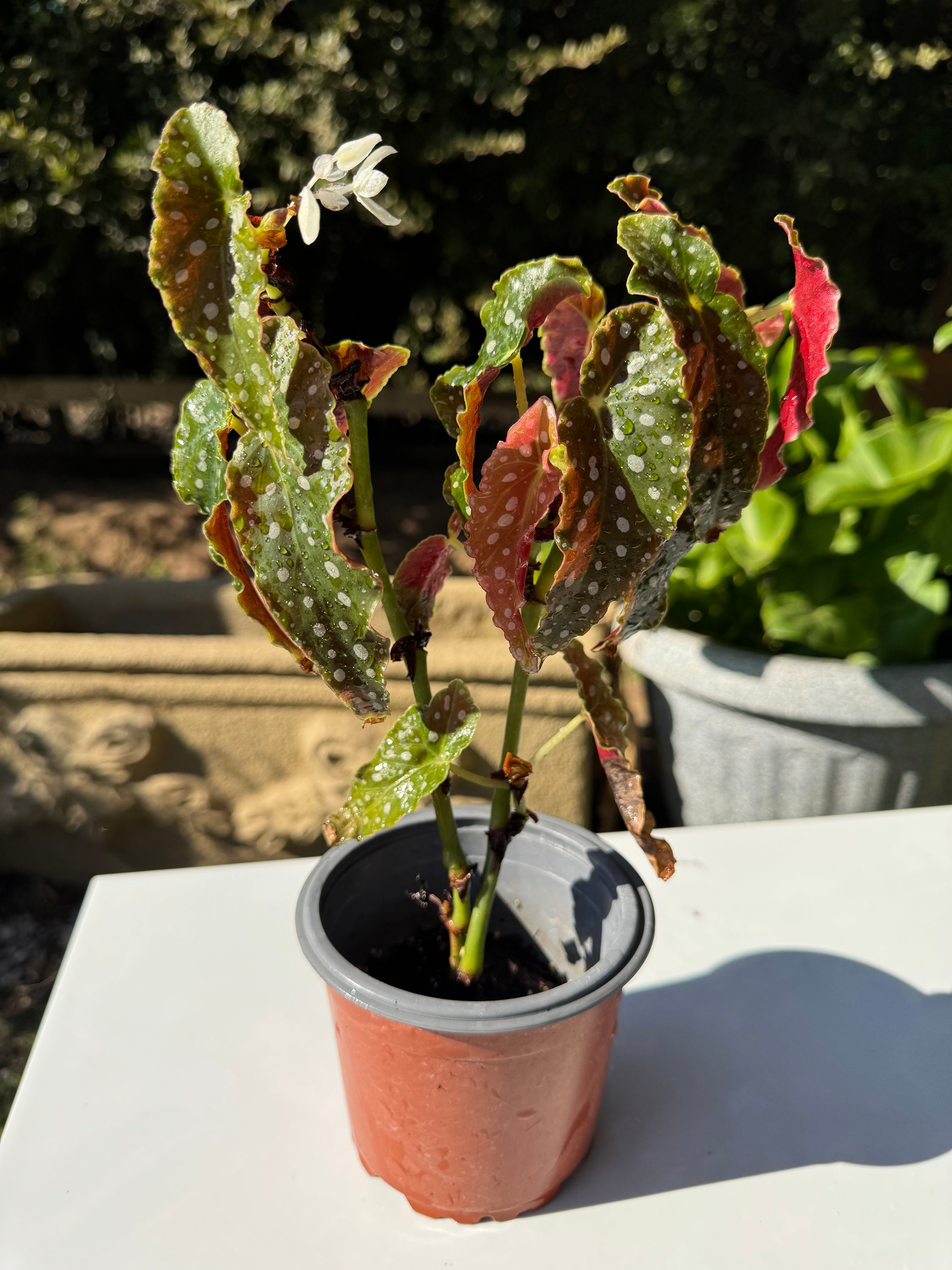 Begonia Maculata
