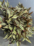 Tradescantia Zebrina L