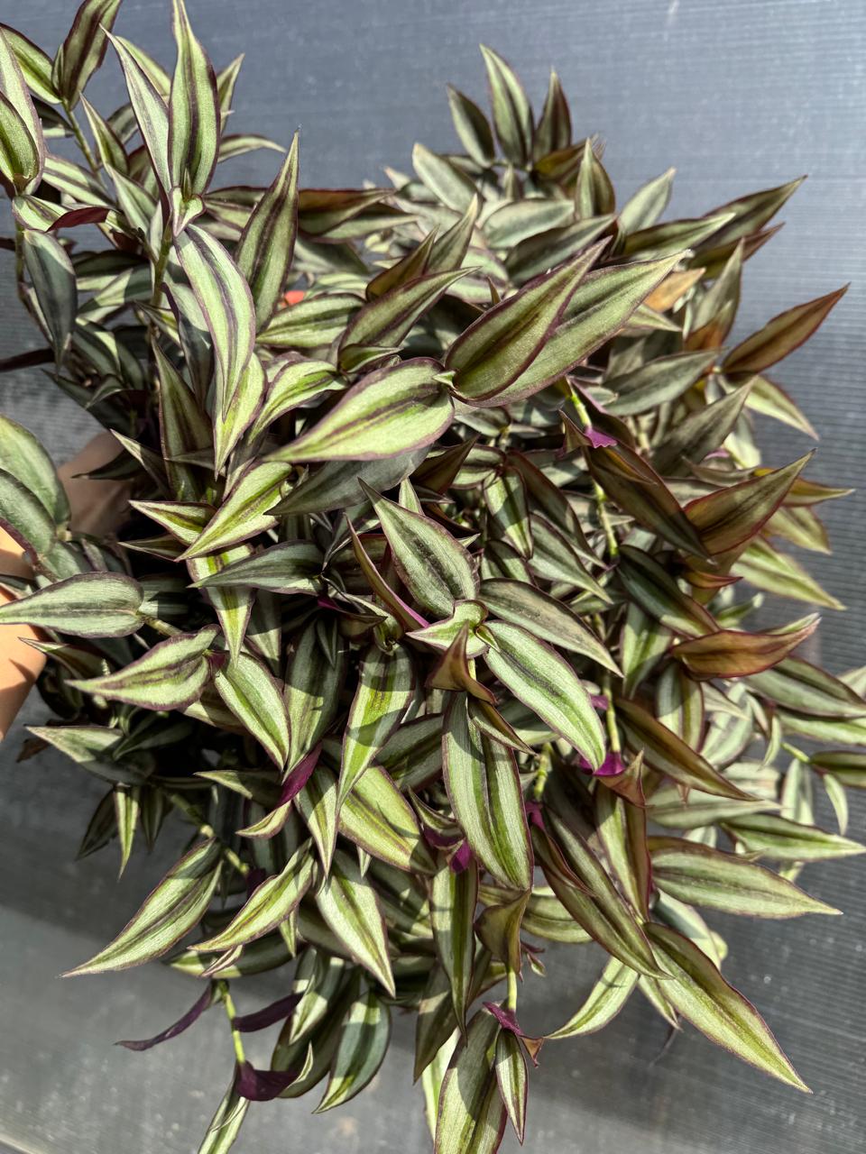 Tradescantia Zebrina L