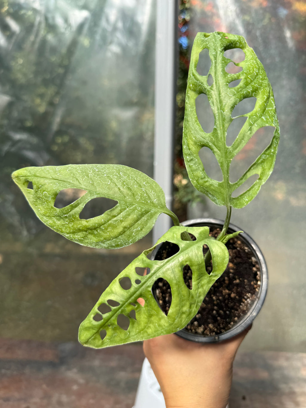 Monstera Adansonii S