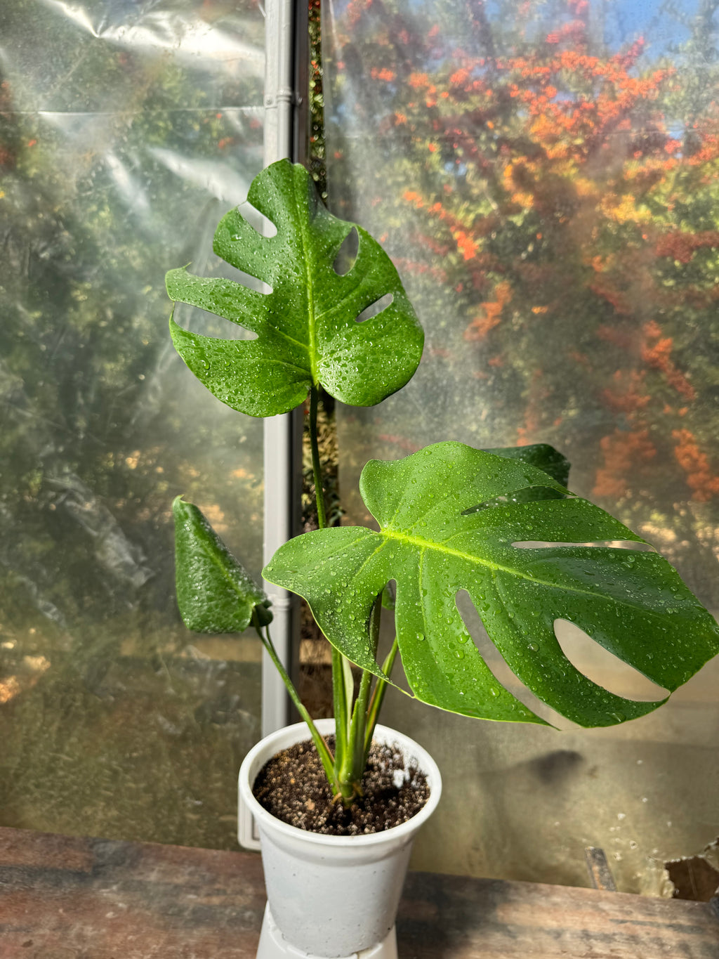 Monstera deliciosa S